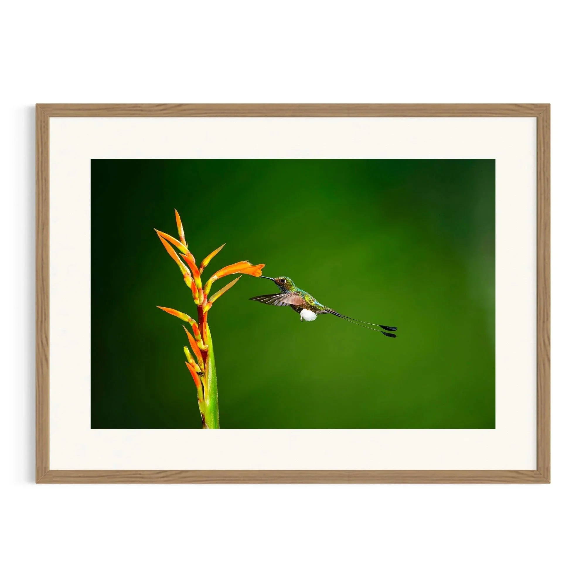 Whispers of the Canopy by John Wiseman shown in a raw oak frame, a signed limited-edition fine art photography print from IRID Gallery