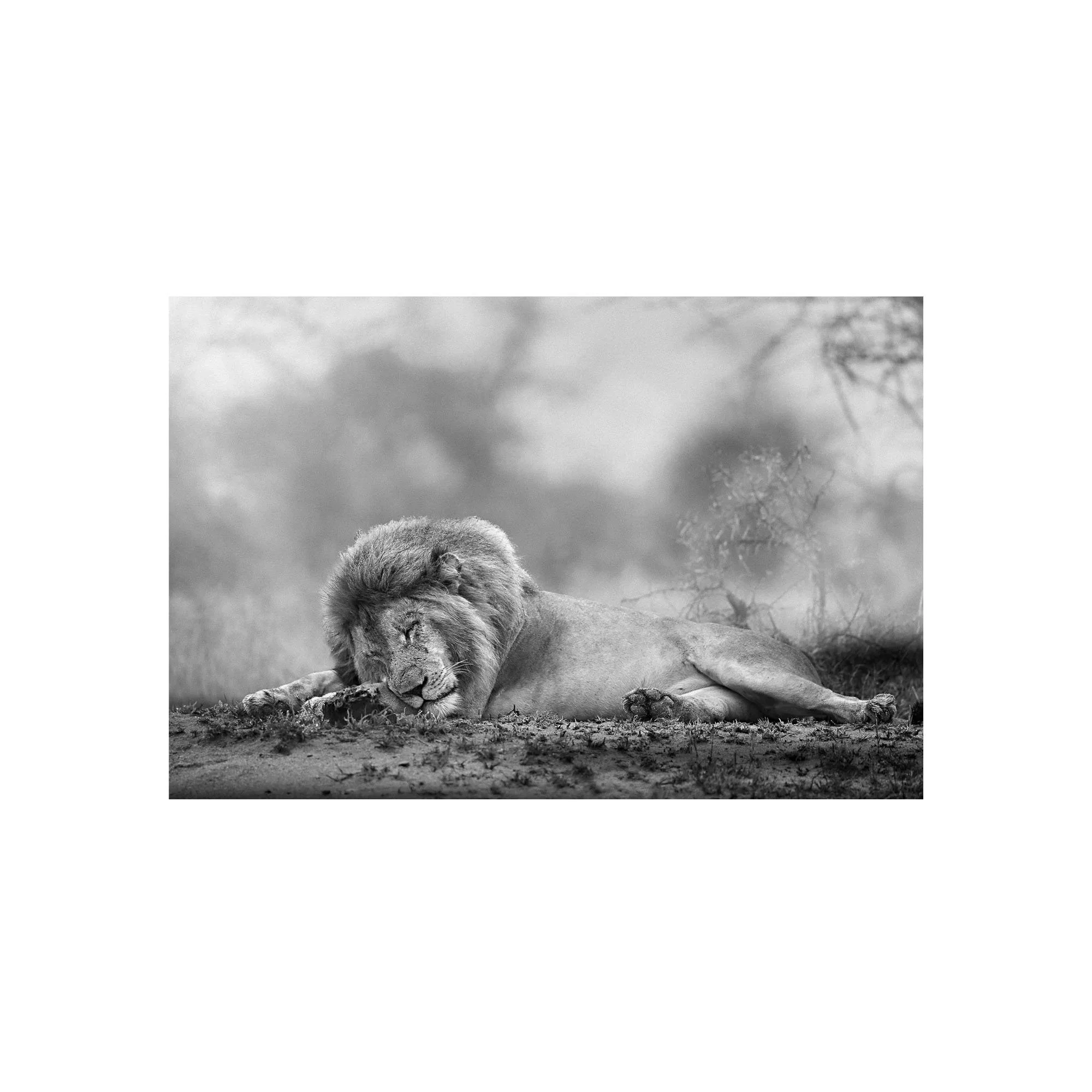 Wimoweh by John Wiseman, a signed limited-edition fine art photography print from IRID Gallery