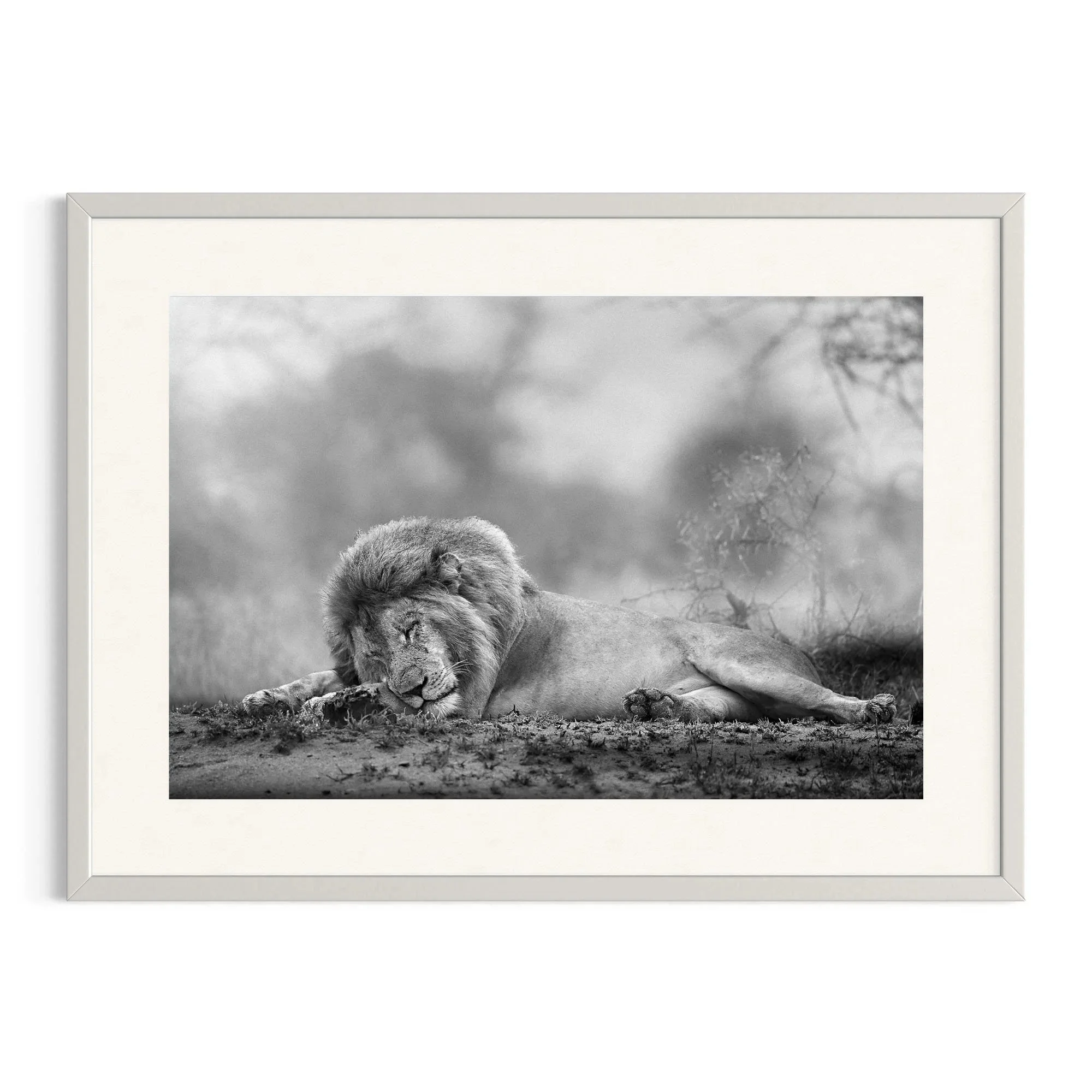 Wimoweh by John Wiseman shown in a white frame, a signed limited-edition fine art photography print from IRID Gallery