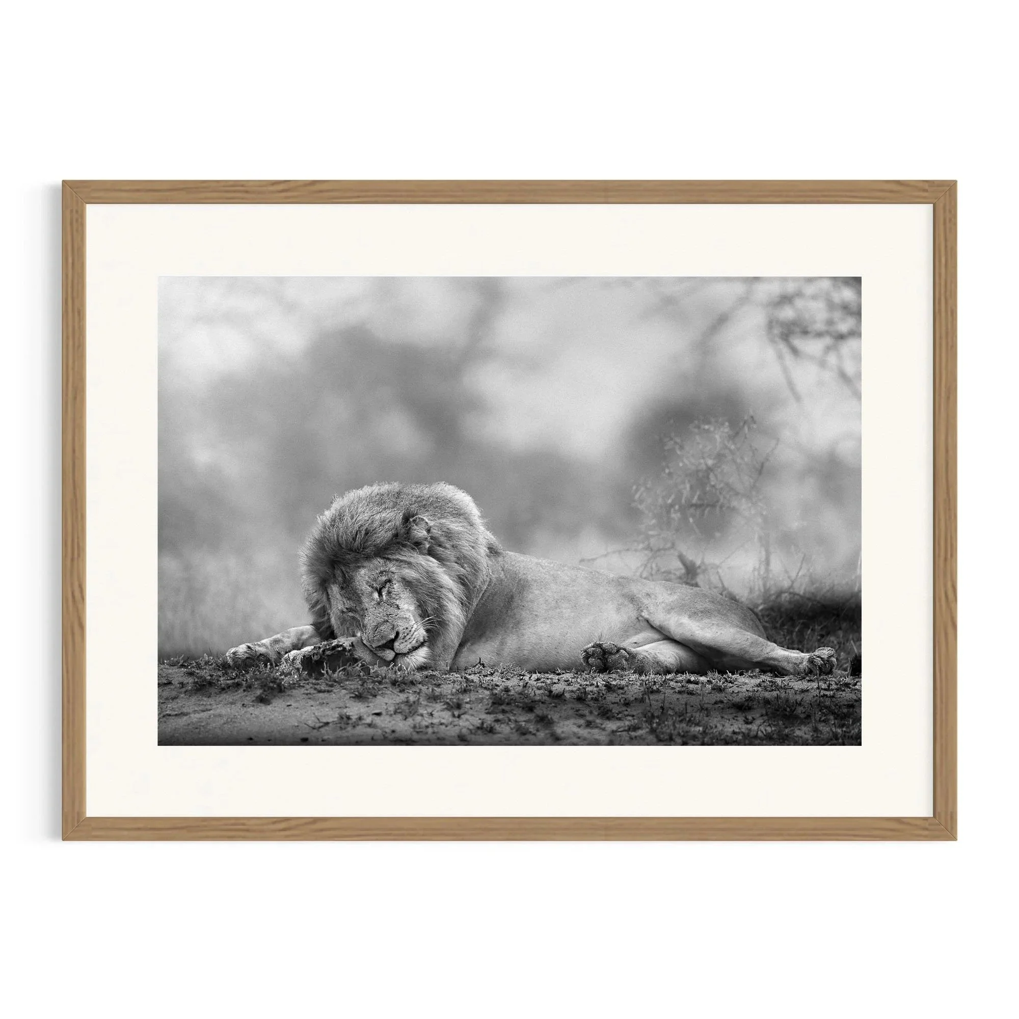 Wimoweh by John Wiseman shown in a raw oak frame, a signed limited-edition fine art photography print from IRID Gallery