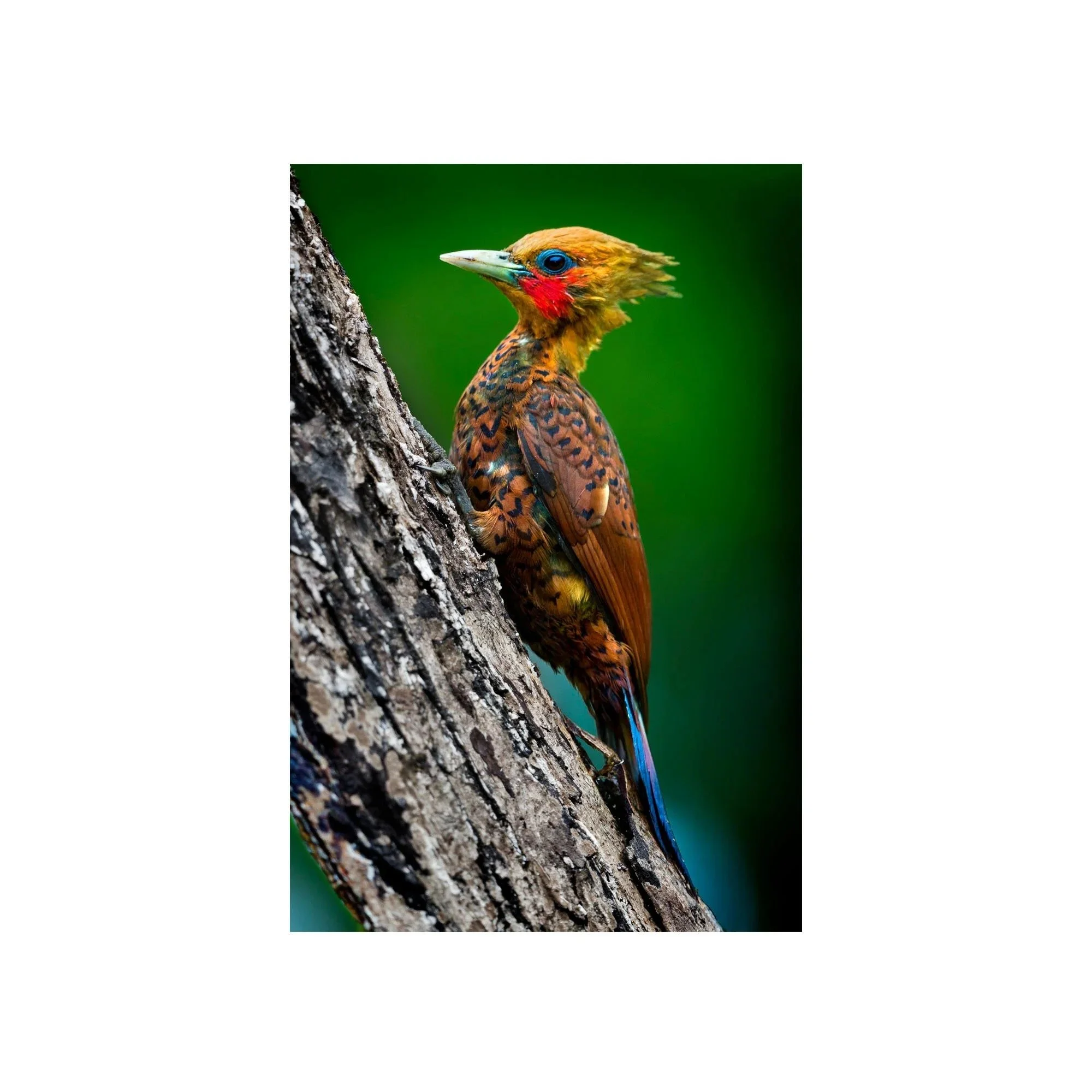 Woodland Jewel by John Wiseman, a signed limited-edition fine art photography print from IRID Gallery