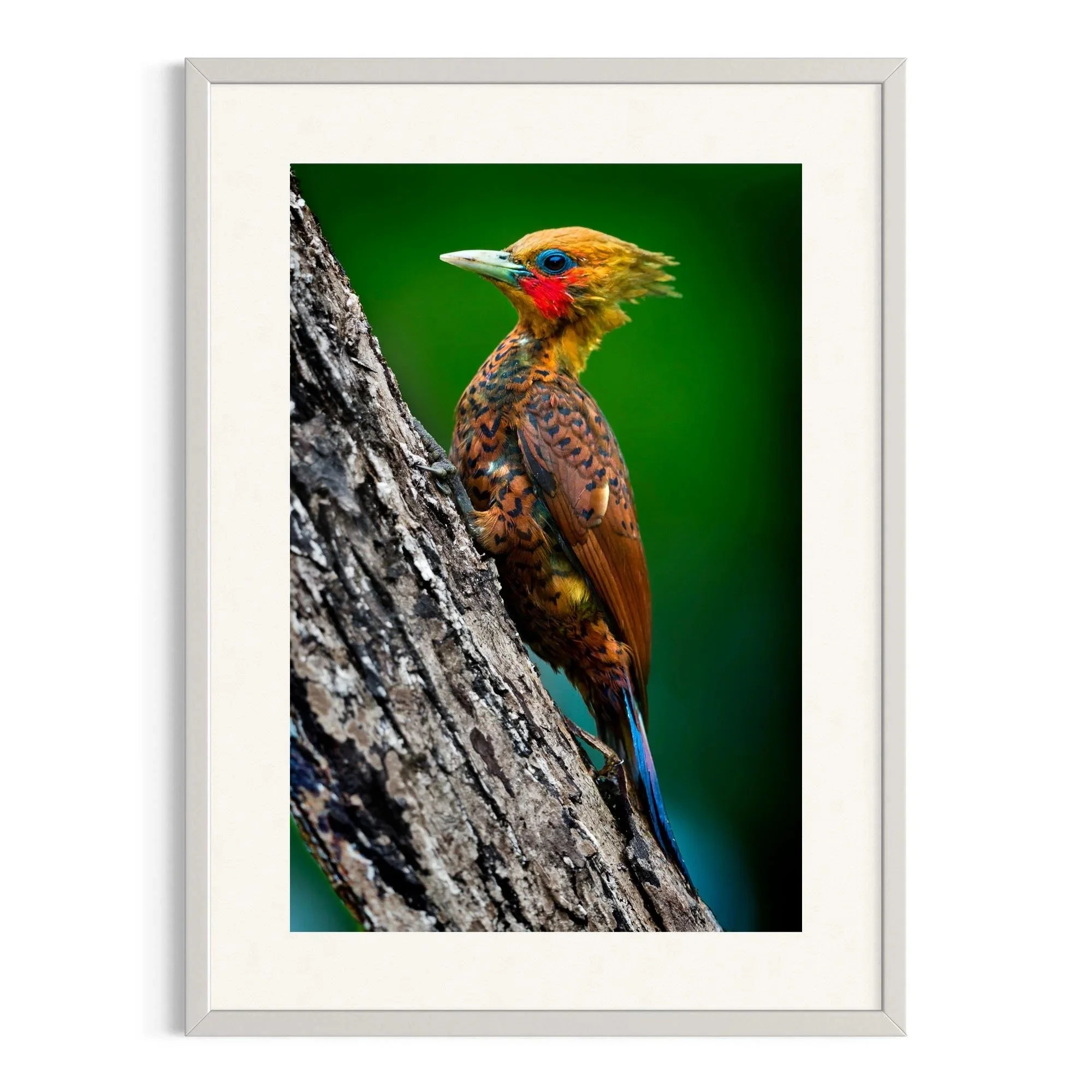 Woodland Jewel by John Wiseman shown in a white frame, a signed limited-edition fine art photography print from IRID Gallery