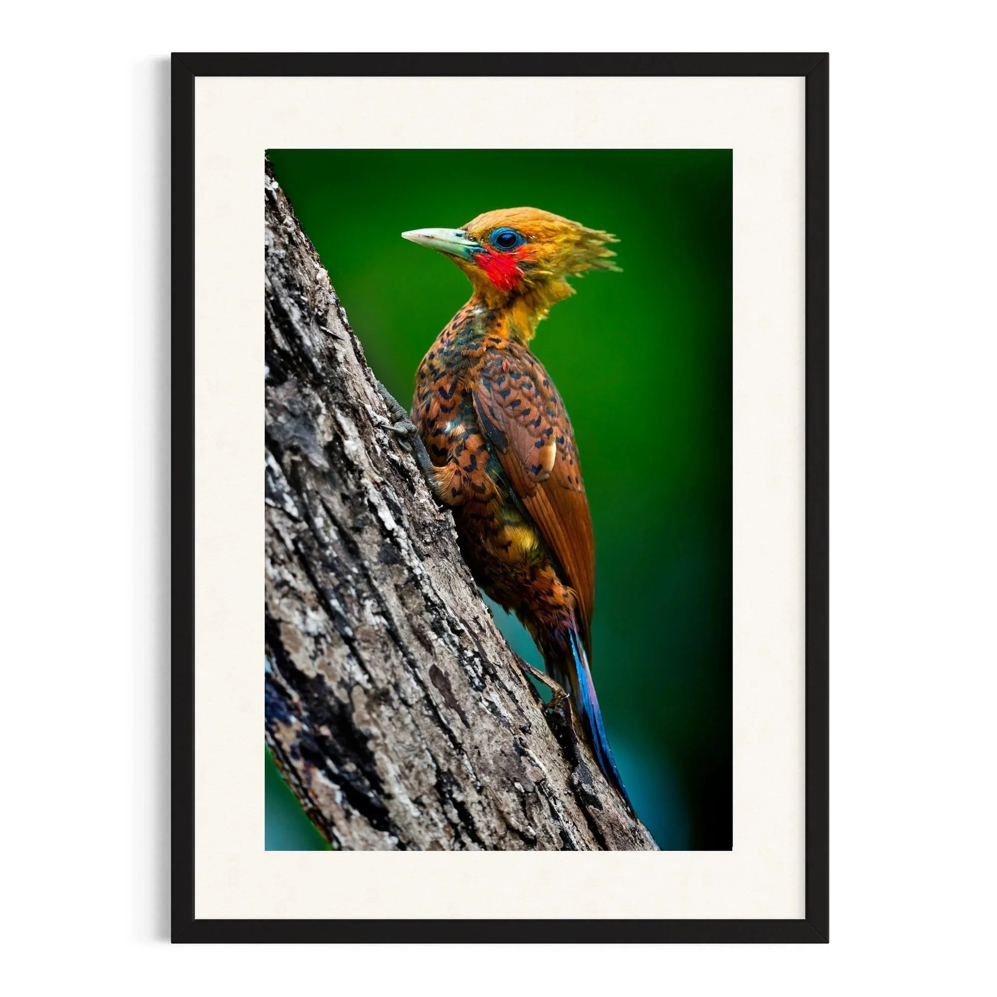 Woodland Jewel by John Wiseman shown in a black frame, a signed limited-edition fine art photography print from IRID Gallery