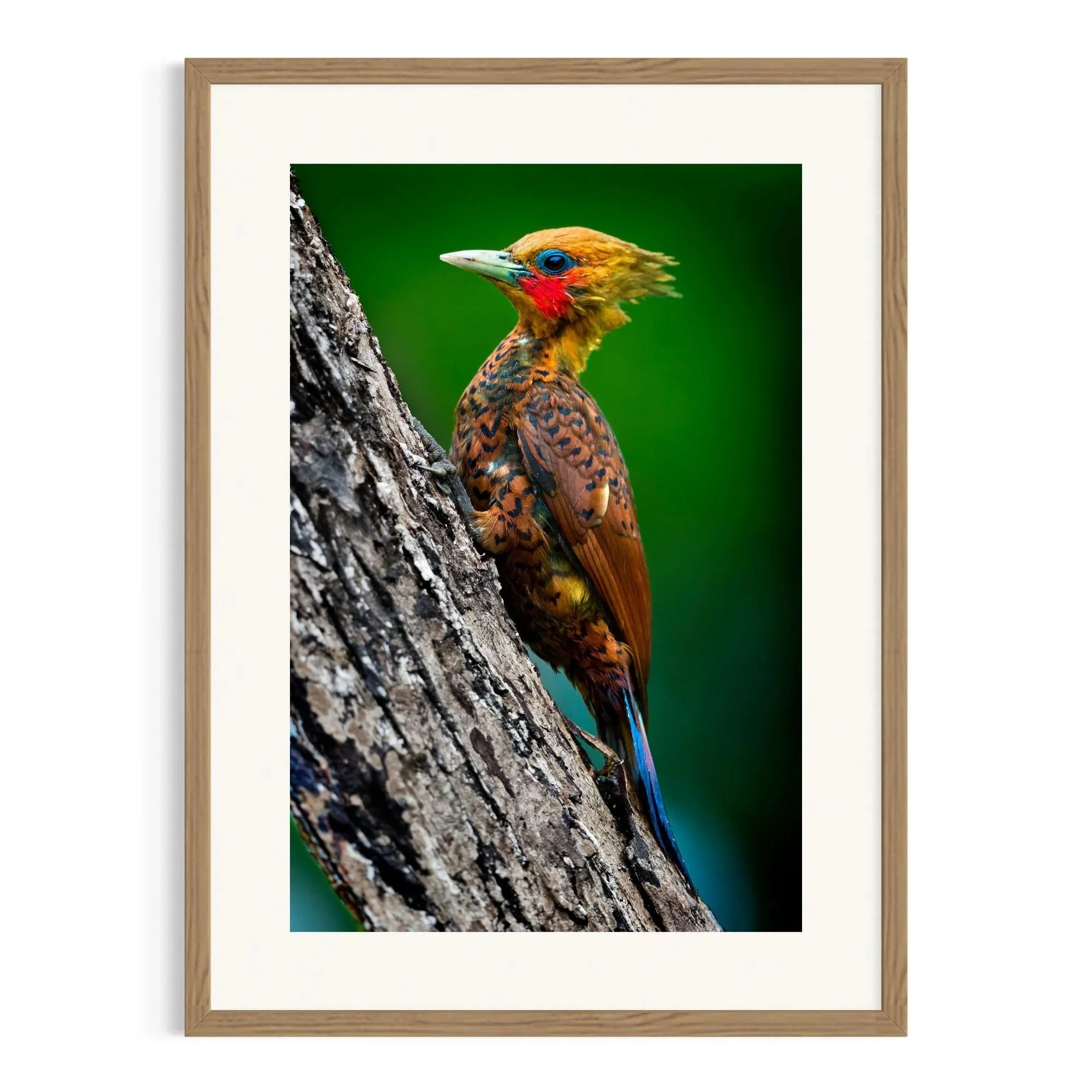 Woodland Jewel by John Wiseman shown in a framed frame, a signed limited-edition fine art photography print from IRID Gallery