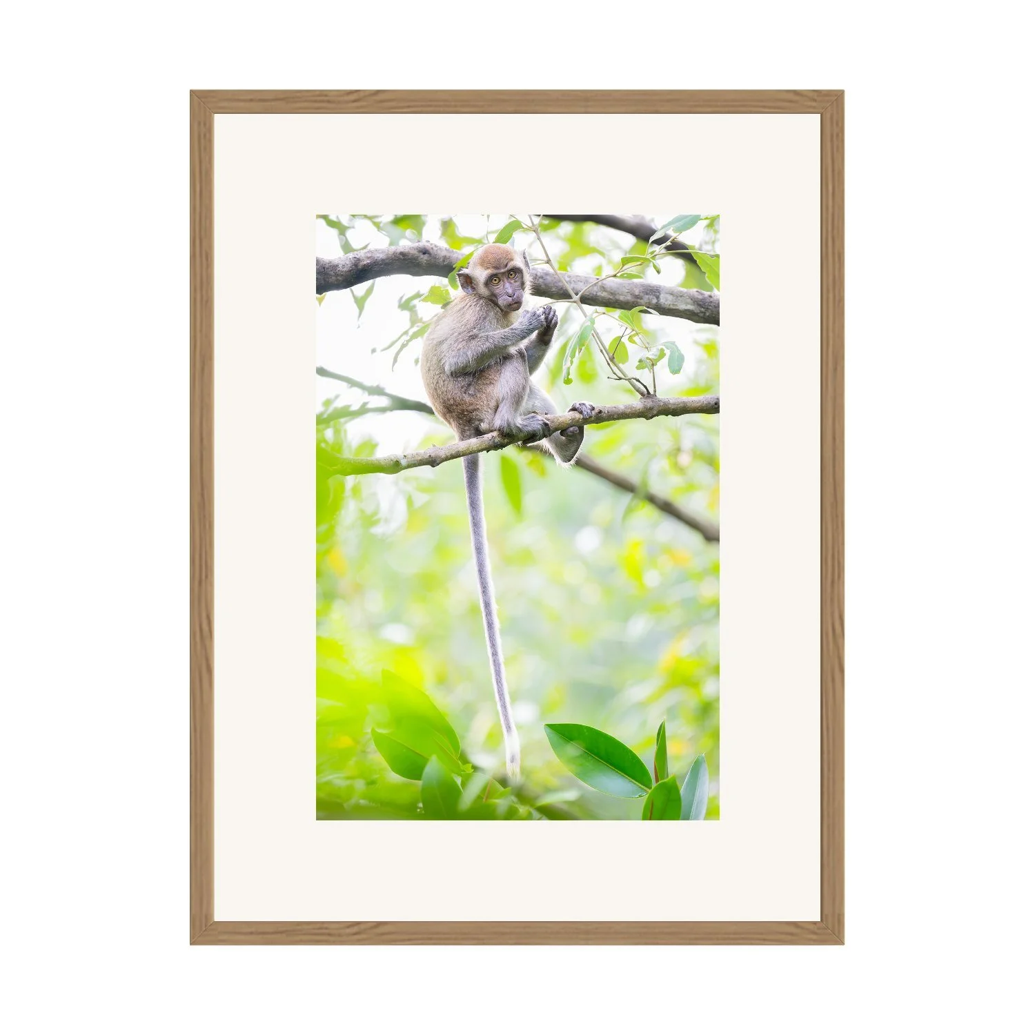 Would You Like To Play With Me? "Long Tail Macaque" by Gianluca Carretta shown framed, a signed limited-edition fine art photography print from IRID Gallery