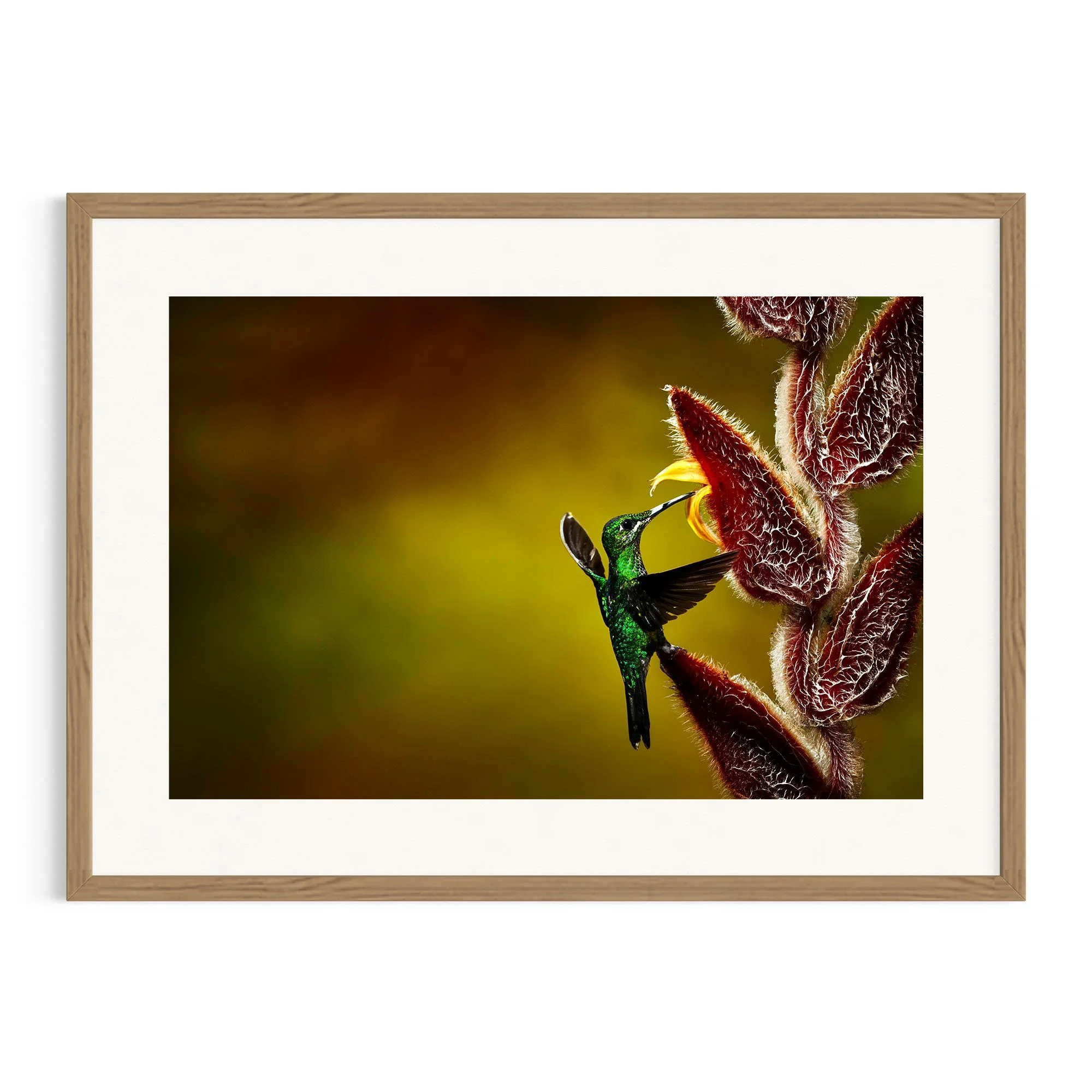 Emerald Dancer by John Wiseman shown in a raw oak frame, a signed limited-edition fine art photography print from IRID Gallery