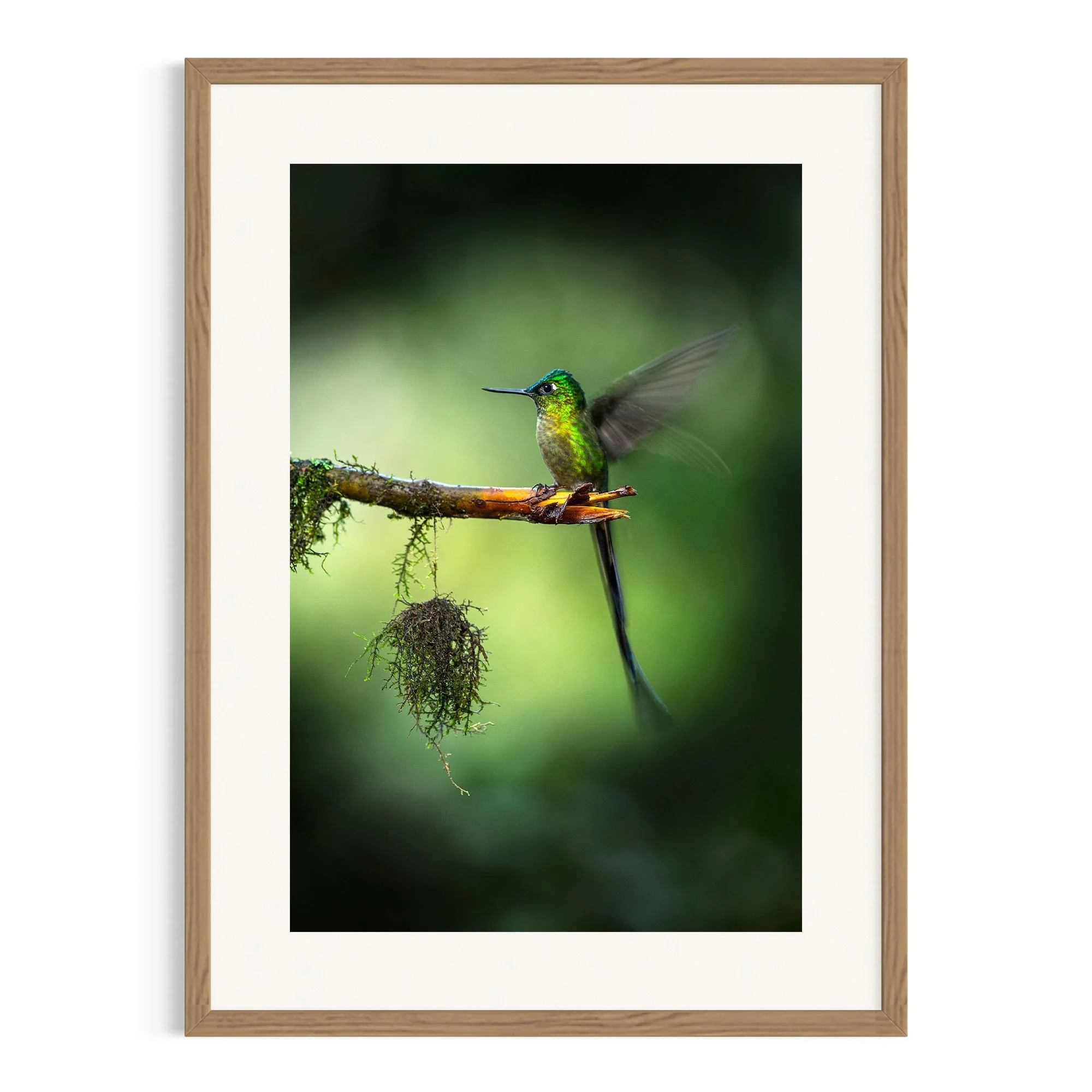 Whispers of the Forest by John Wiseman shown in a raw oak frame, a signed limited-edition fine art photography print from IRID Gallery