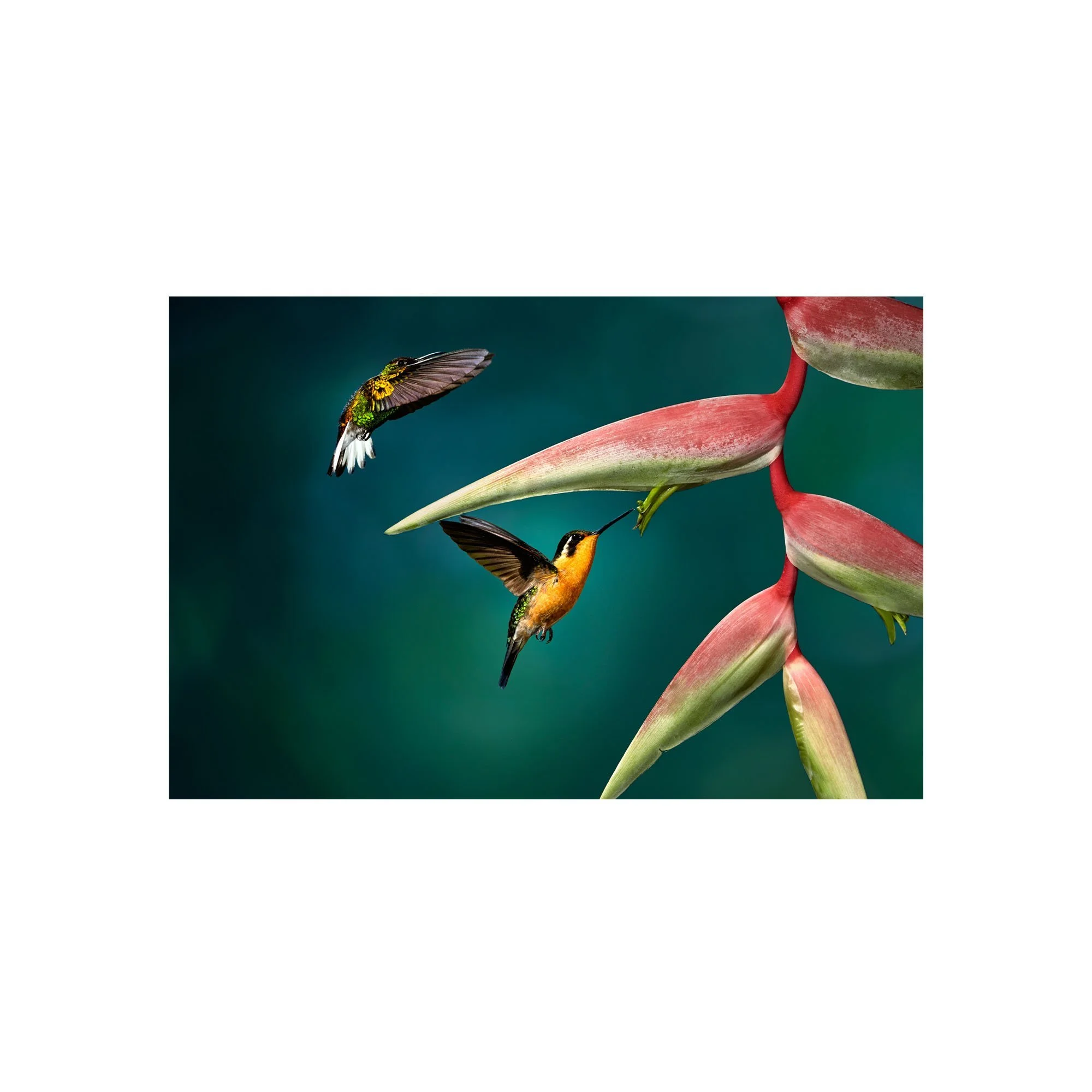 Double Trouble by John Wiseman, a signed limited-edition fine art photography print from IRID Gallery