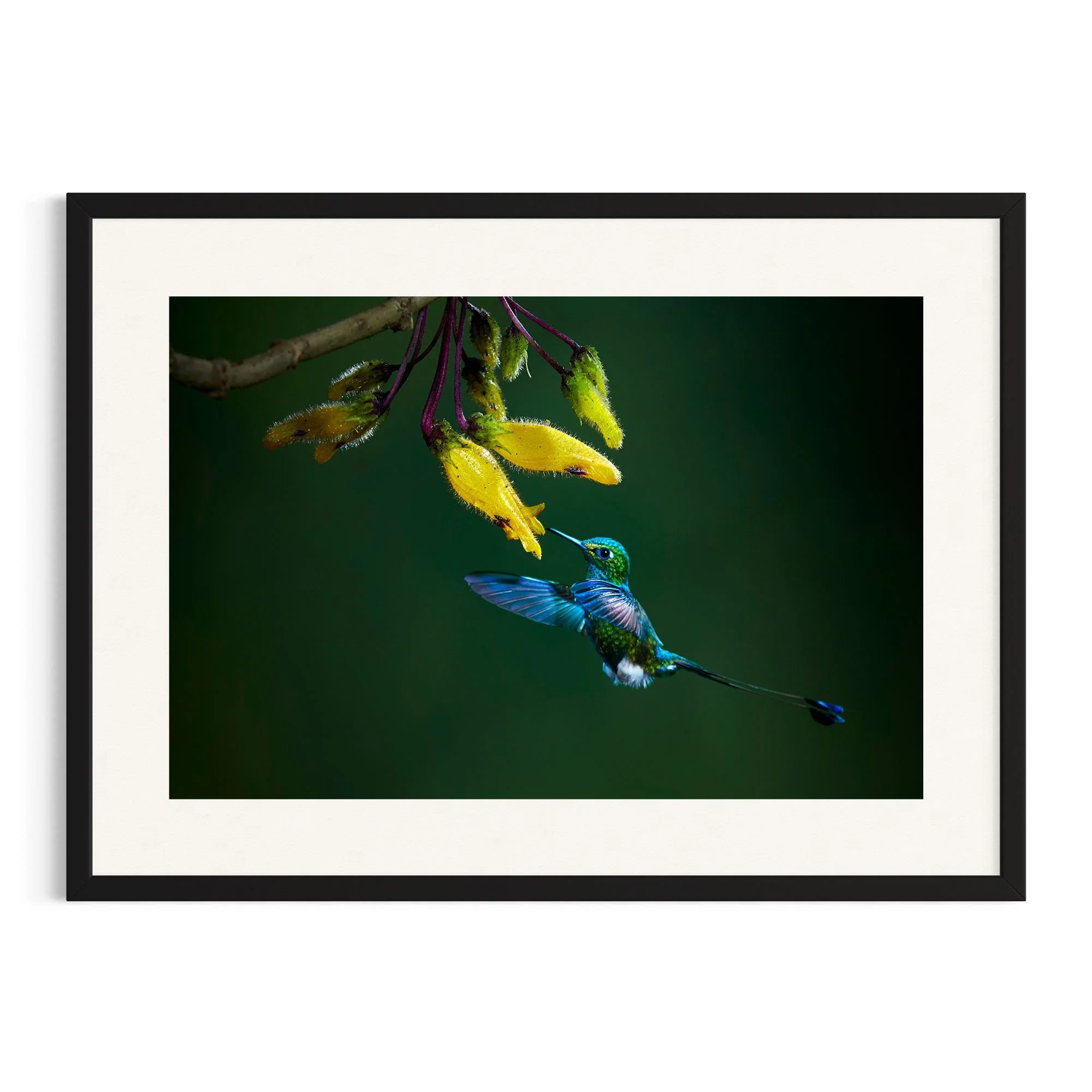 Emerald Feast by John Wiseman shown in a black frame, a signed limited-edition fine art photography print from IRID Gallery