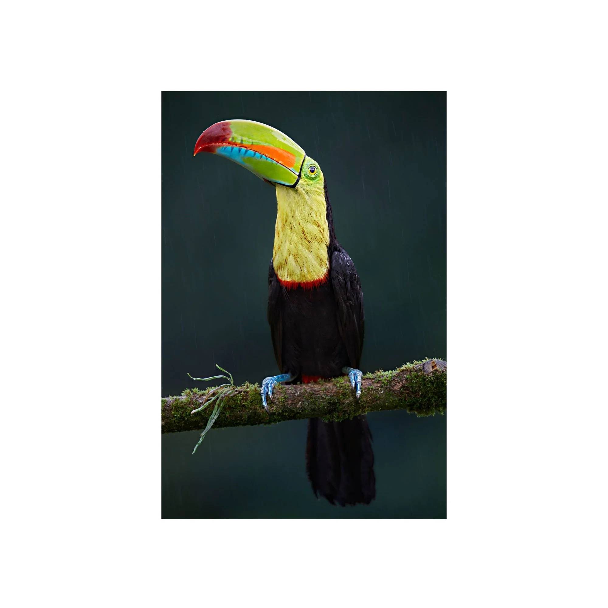 Silent Watch by John Wiseman, a signed limited-edition fine art photography print from IRID Gallery