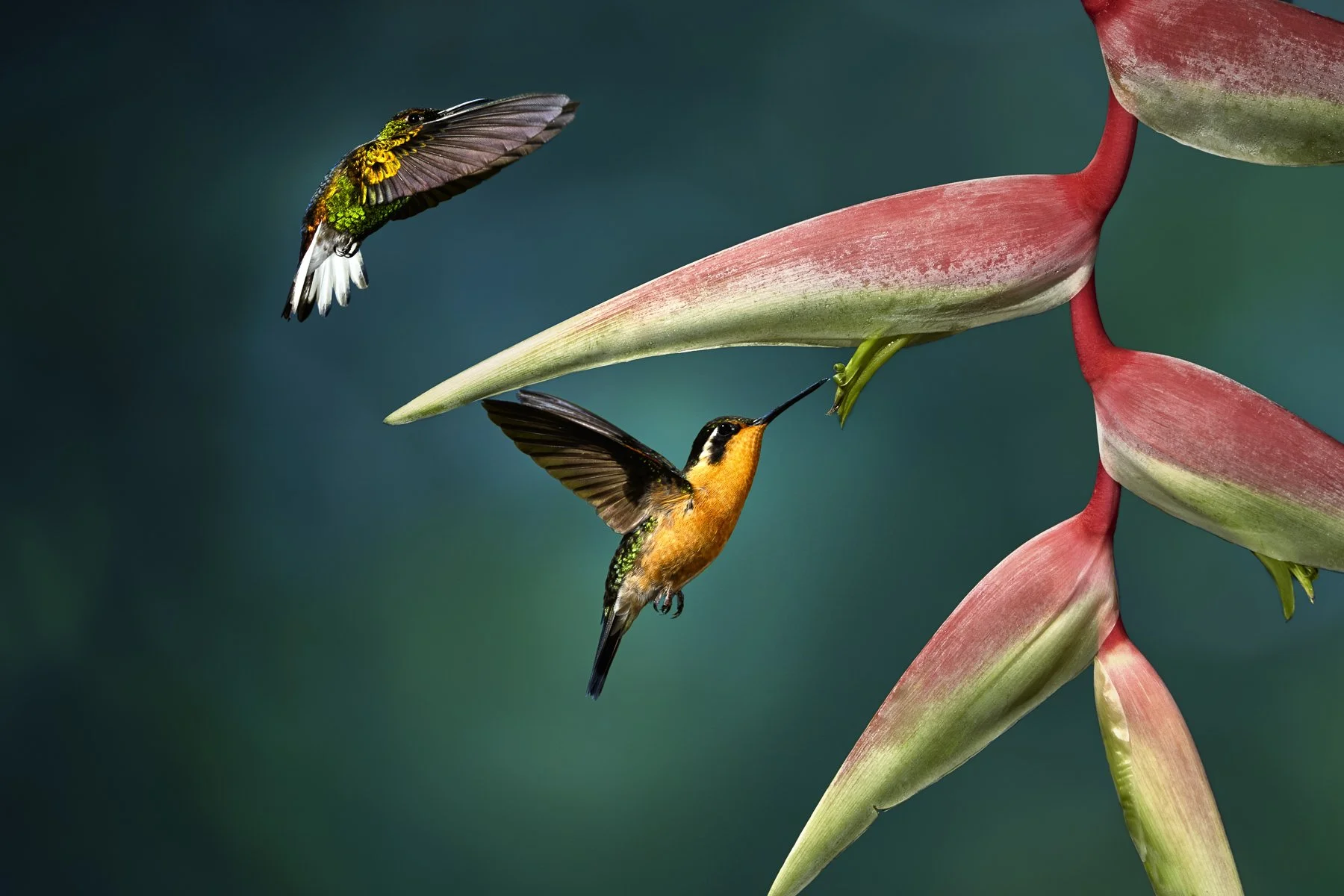 Two hummingbirds in flight beside heliconia flowers, photographed by John Wiseman