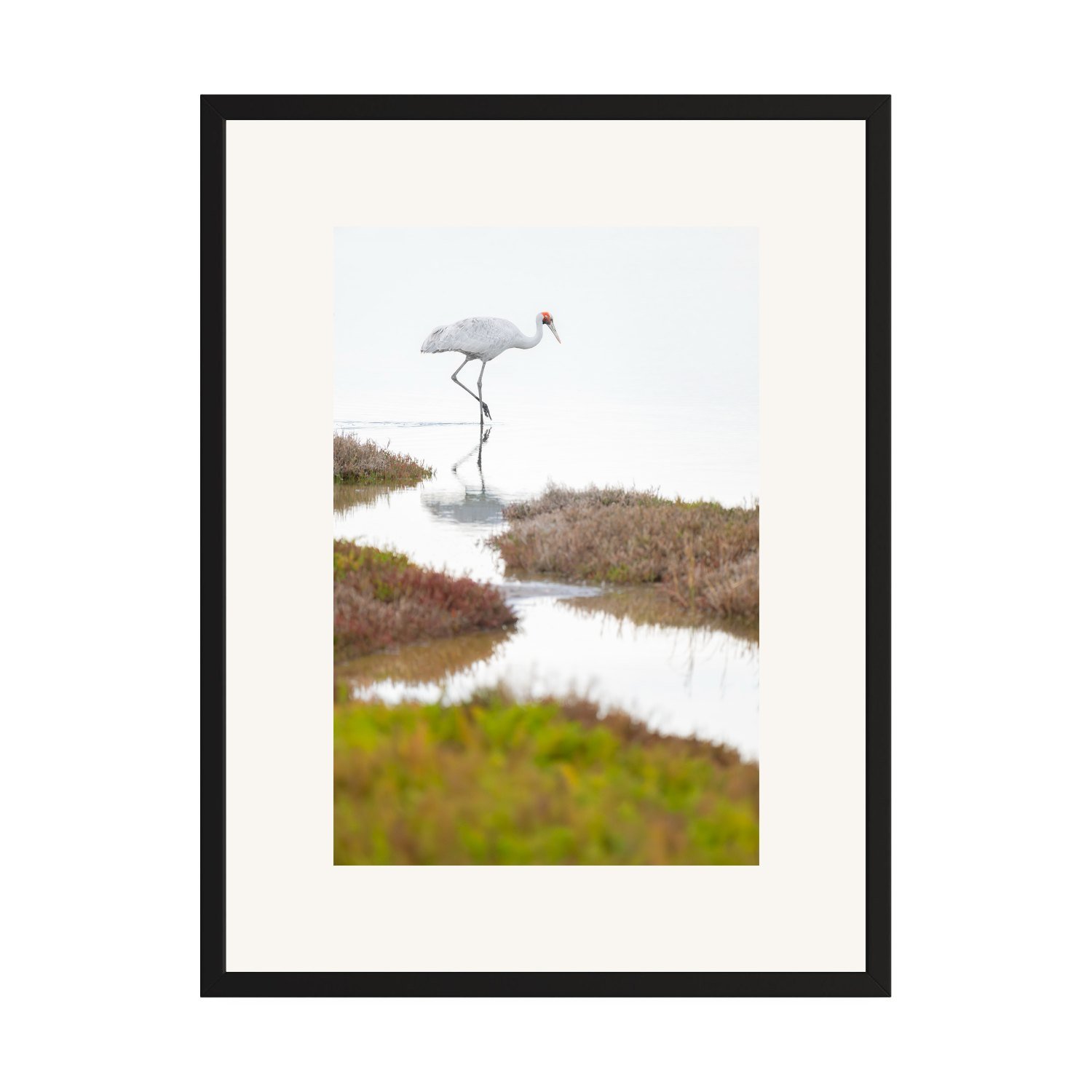 Solitude "Brolga" by Gianluca Carretta shown framed, a signed limited-edition fine art photography print from IRID Gallery