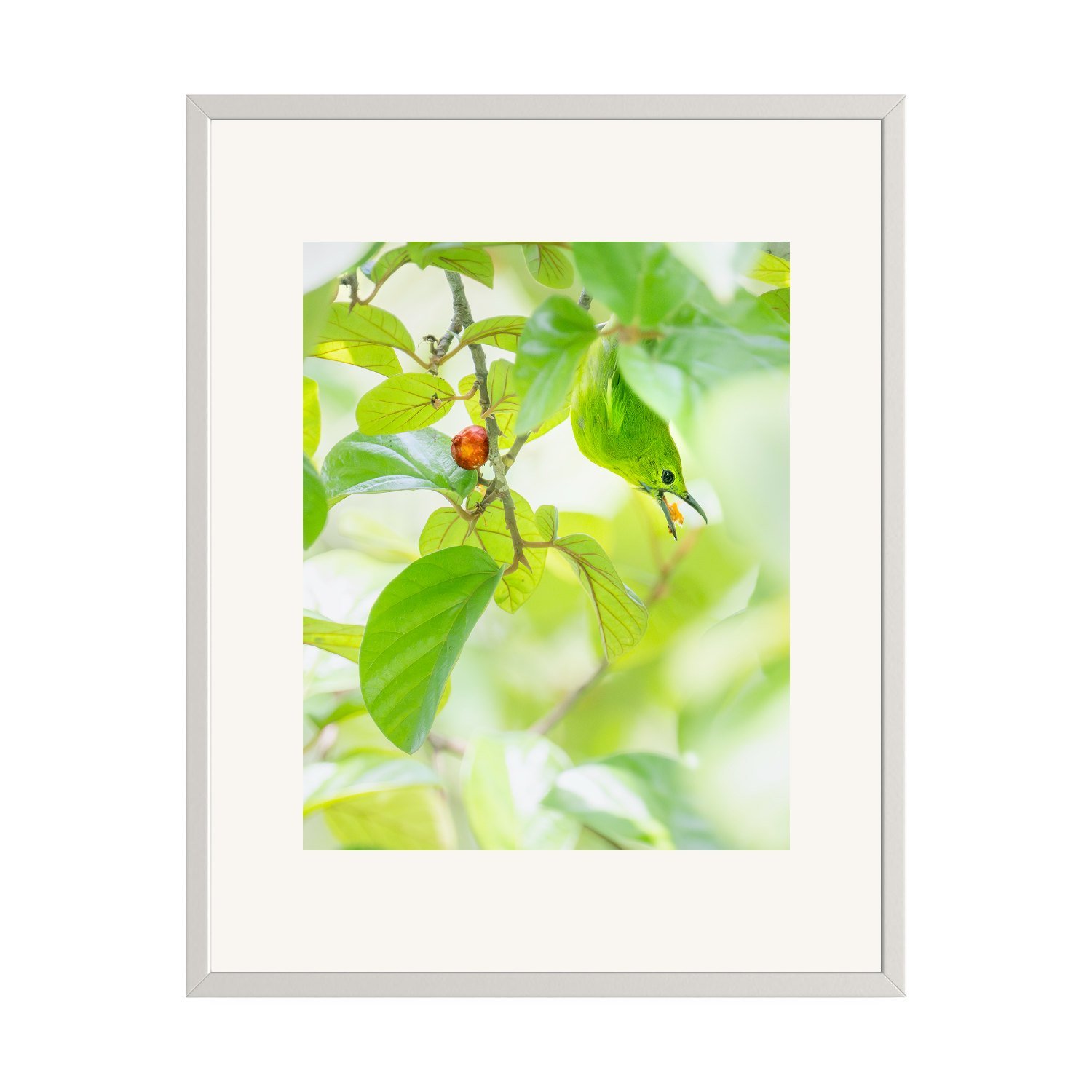 Camouflage "Lesser Green Leafbird" by Gianluca Carretta shown framed, a signed limited-edition fine art photography print from IRID Gallery
