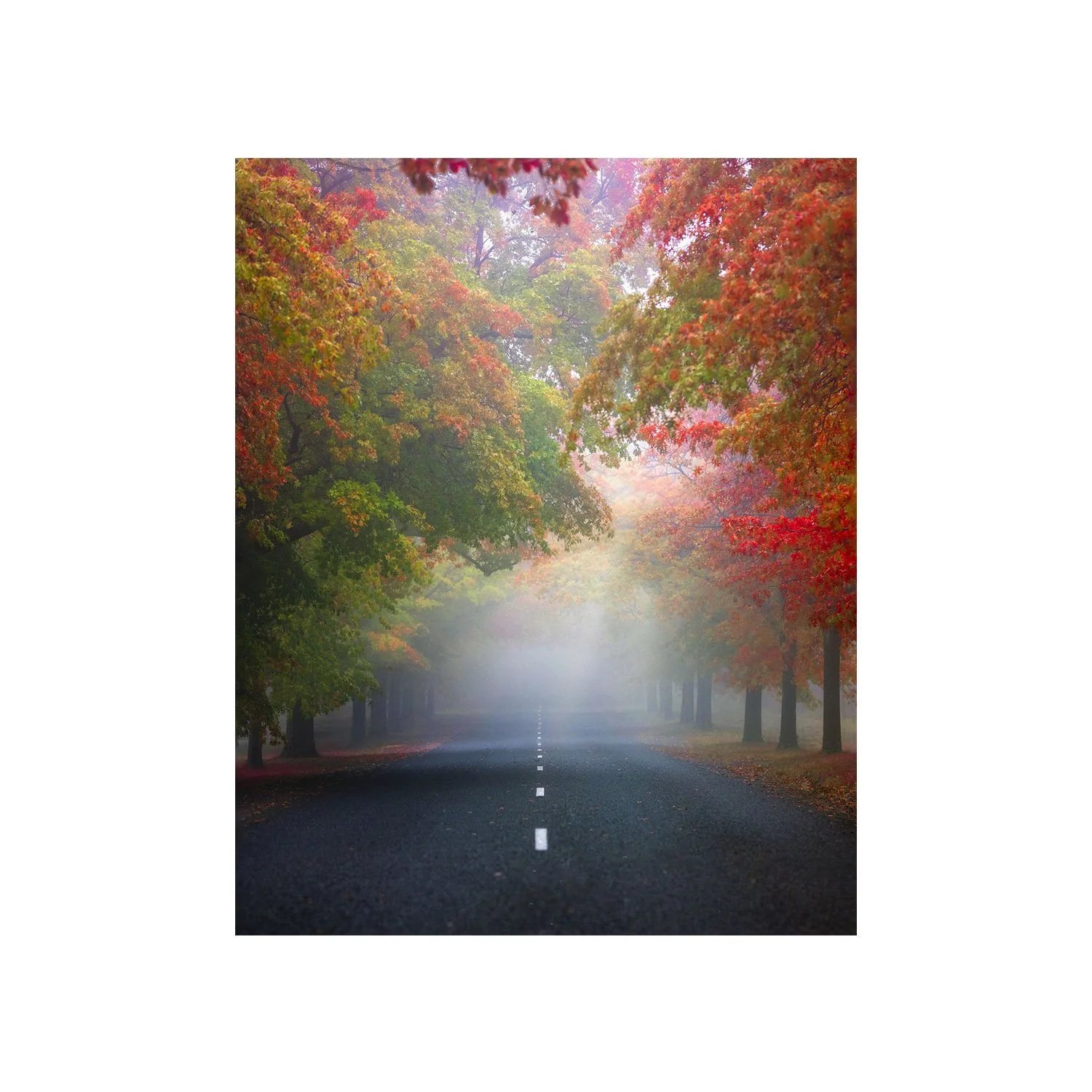 Autumn Symphony by Dani Watson, a signed limited-edition fine art photography print from IRID Gallery