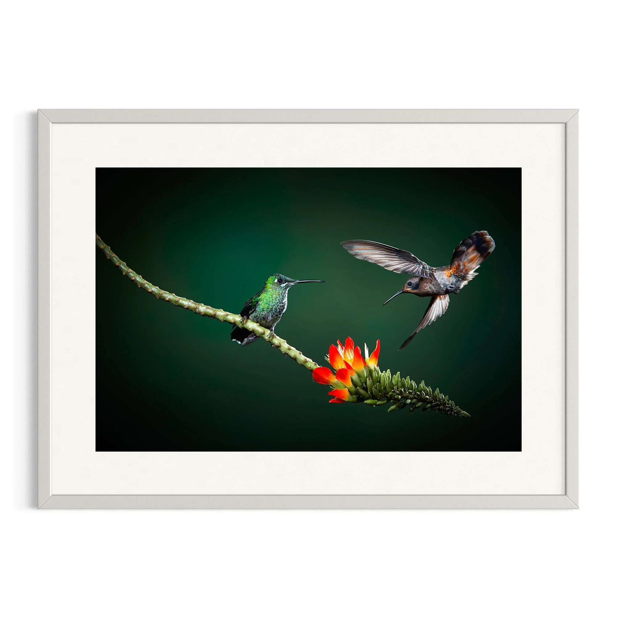Tiny Dancers by John Wiseman shown in a white frame, a signed limited-edition fine art photography print from IRID Gallery