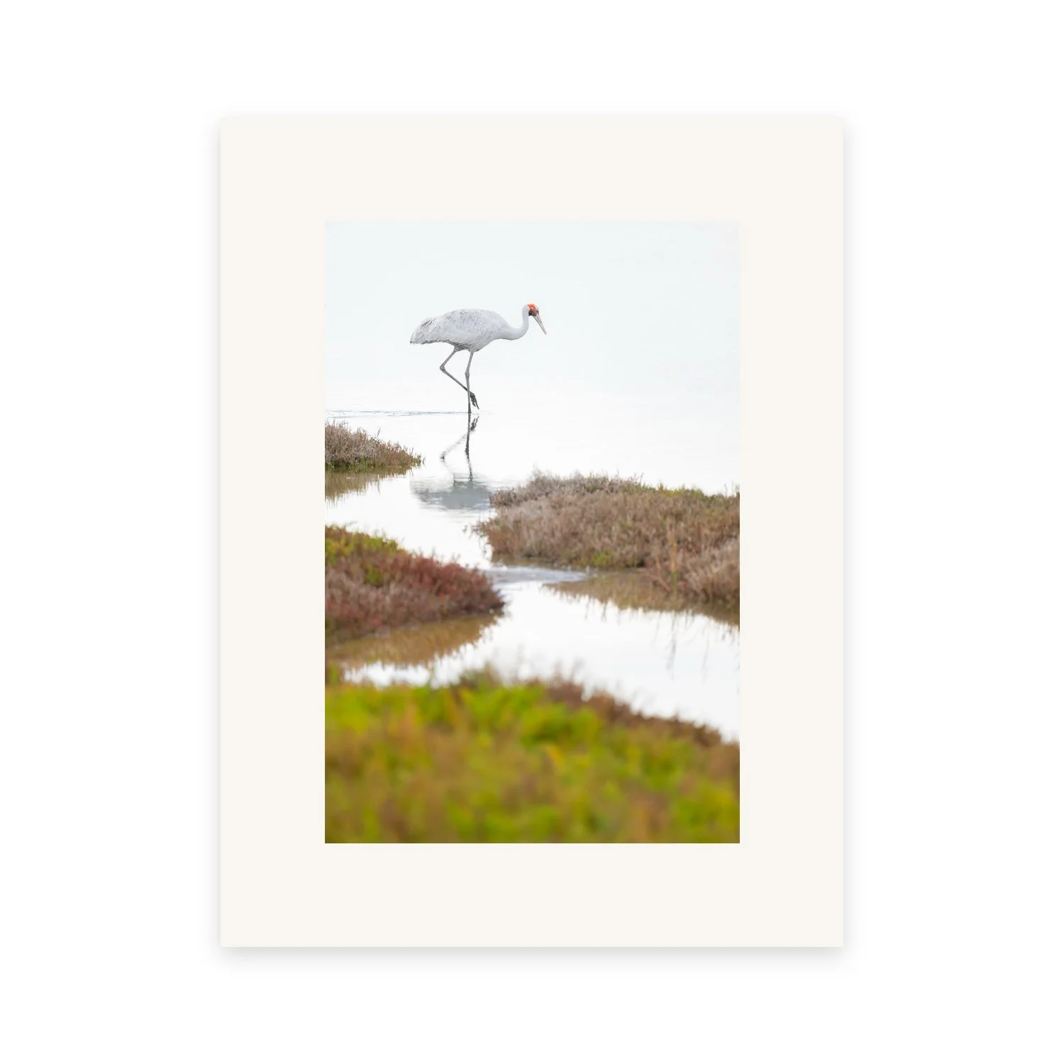 Solitude "Brolga" by Gianluca Carretta, a signed limited-edition fine art photography print from IRID Gallery