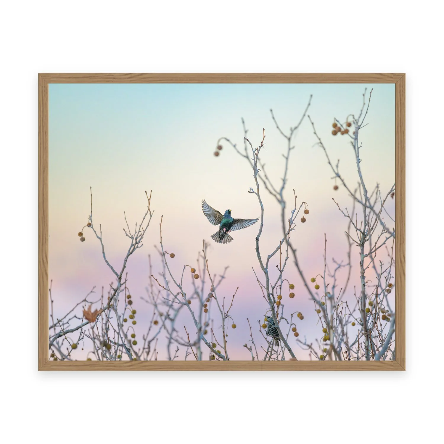 Weekend “Common Starling” by Gianluca Carretta shown framed, a signed limited-edition fine art photography print from IRID Gallery