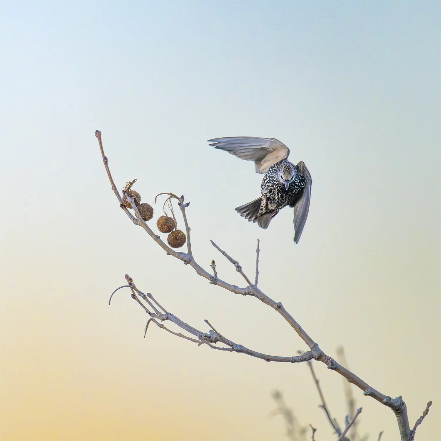 Common Starlings