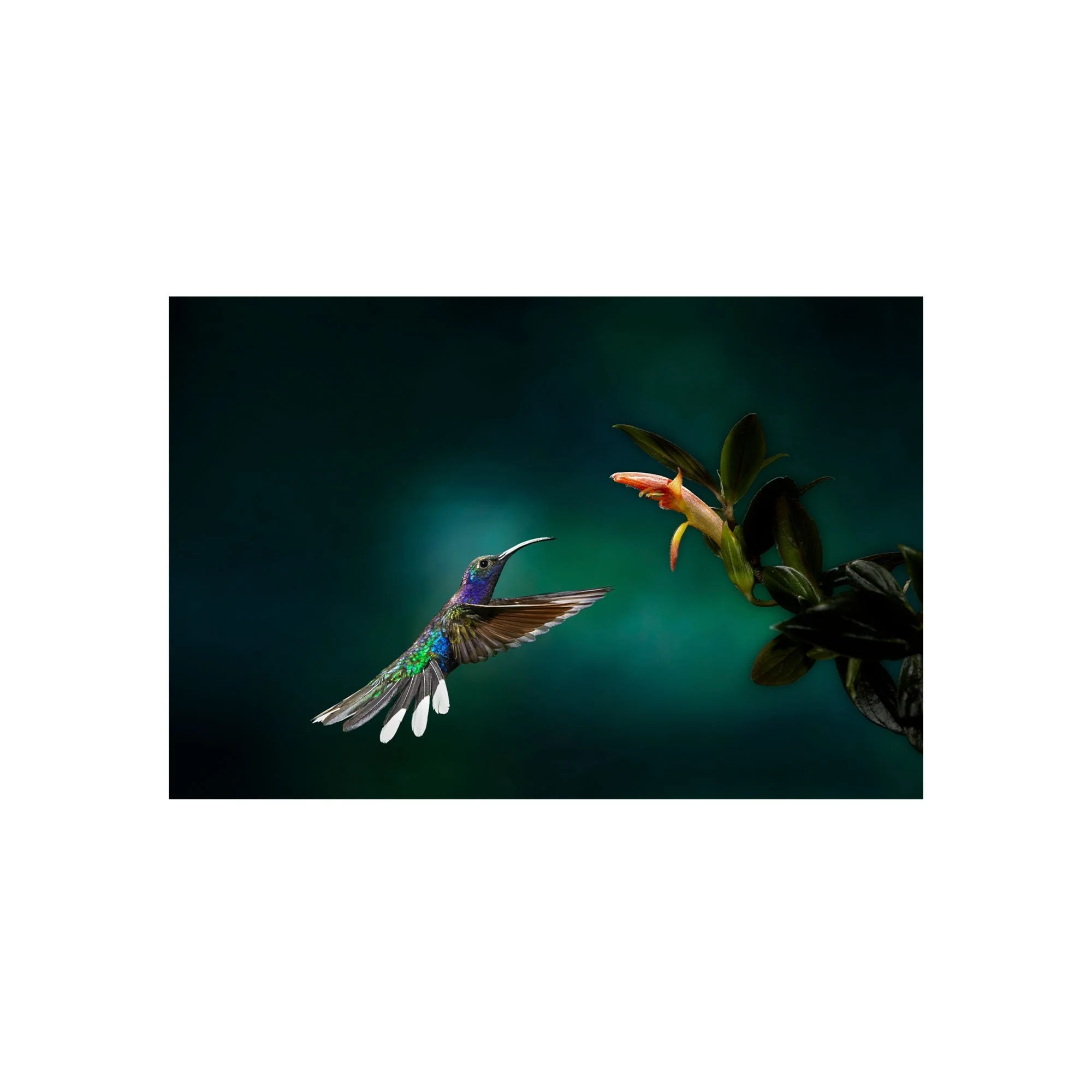 Flight of the Sabre by John Wiseman, a signed limited-edition fine art photography print from IRID Gallery