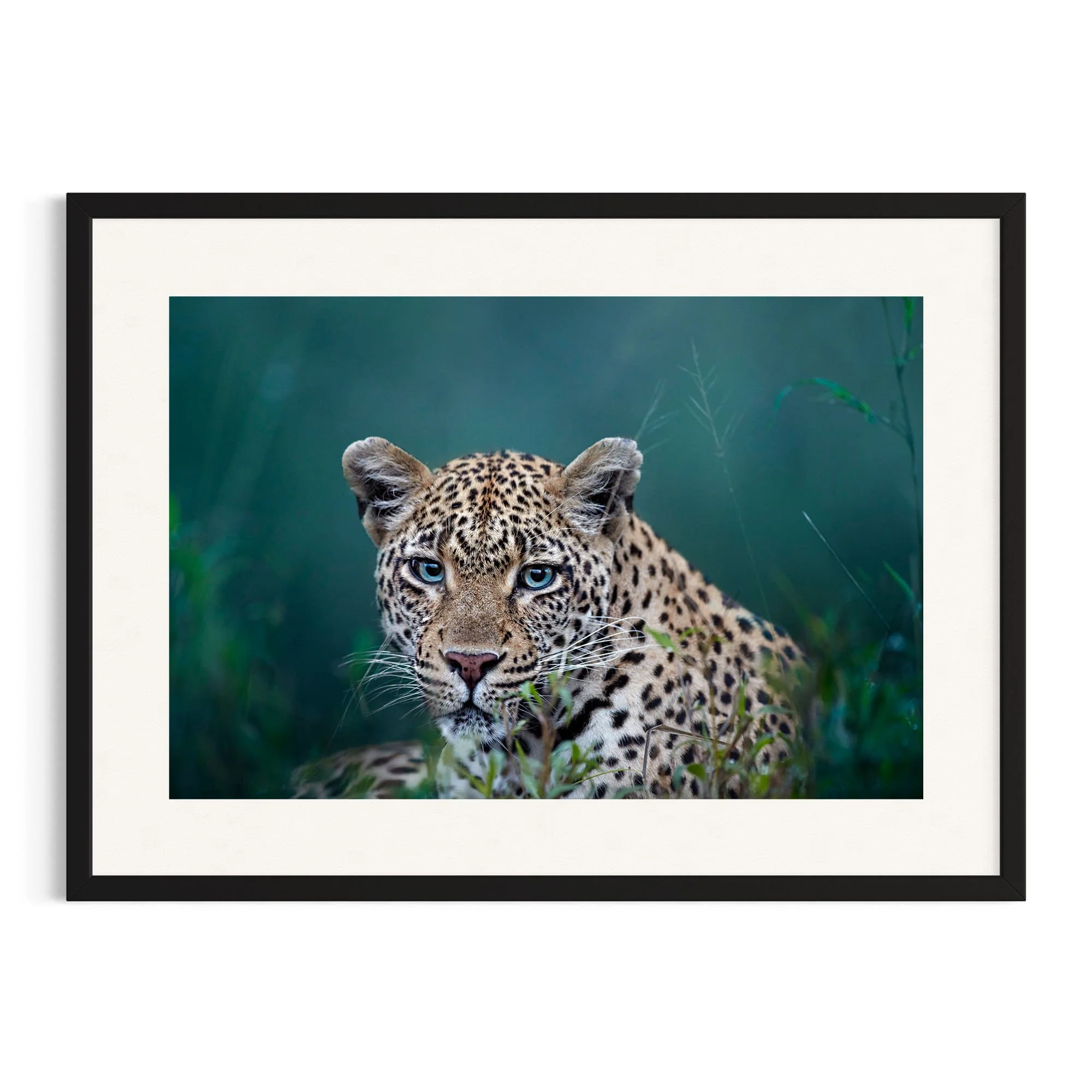 Ol' Blue Eyes by John Wiseman shown in a black frame, a signed limited-edition fine art photography print from IRID Gallery