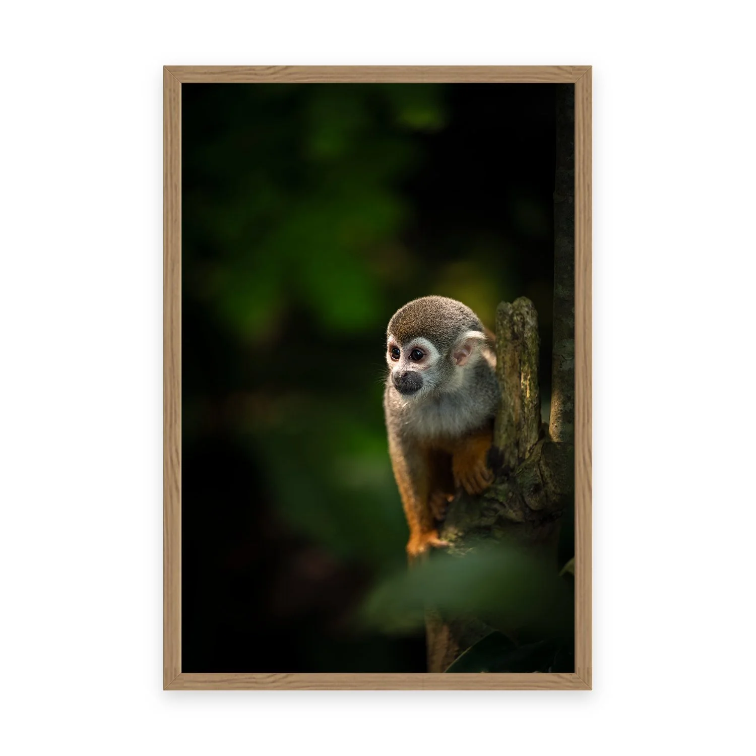 Curiosity ‘Squirrel Monkey’ by Gianluca Carretta — a signed limited-edition fine art wildlife photography print from IRID Gallery, shown in a Tasmanian oak frame.
