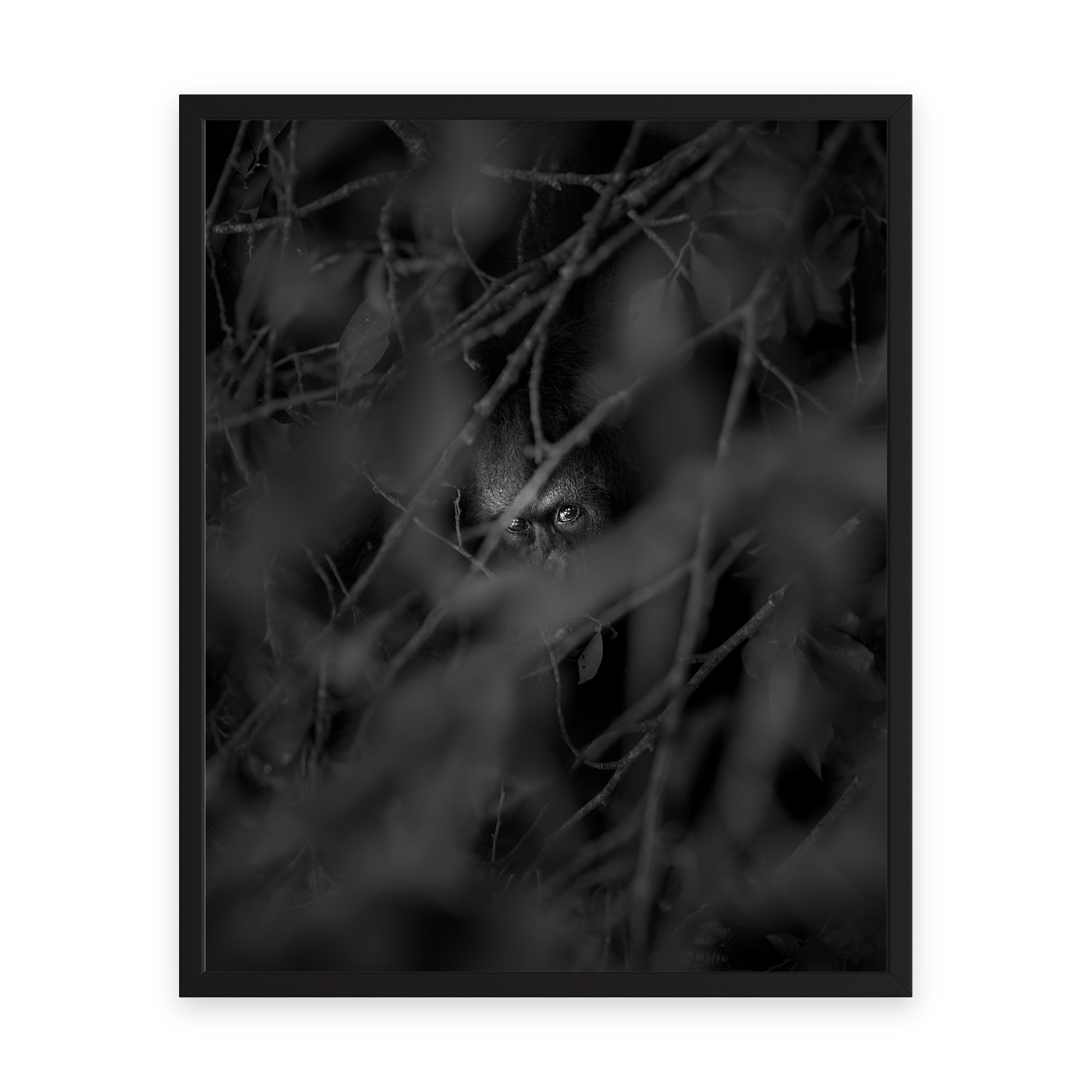 Resilience “Bornean Orangutan” by Gianluca Carretta shown framed, a signed limited-edition fine art photography print from IRID Gallery