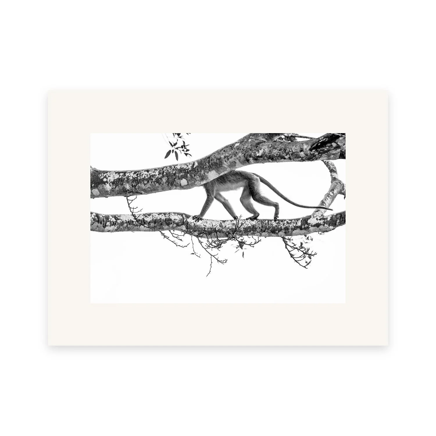 Hide & Seek "Long Tail Macaque" by Gianluca Carretta, a signed limited-edition fine art photography print from IRID Gallery