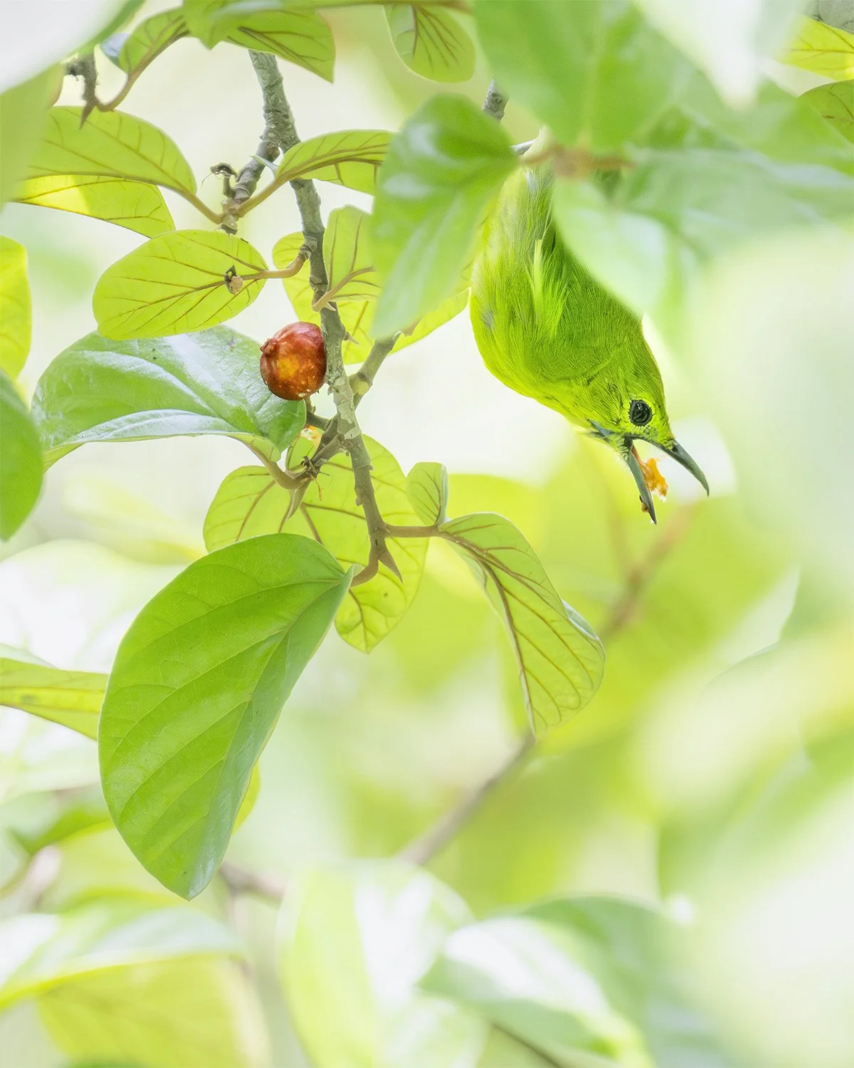 Lesser Green Leafbird