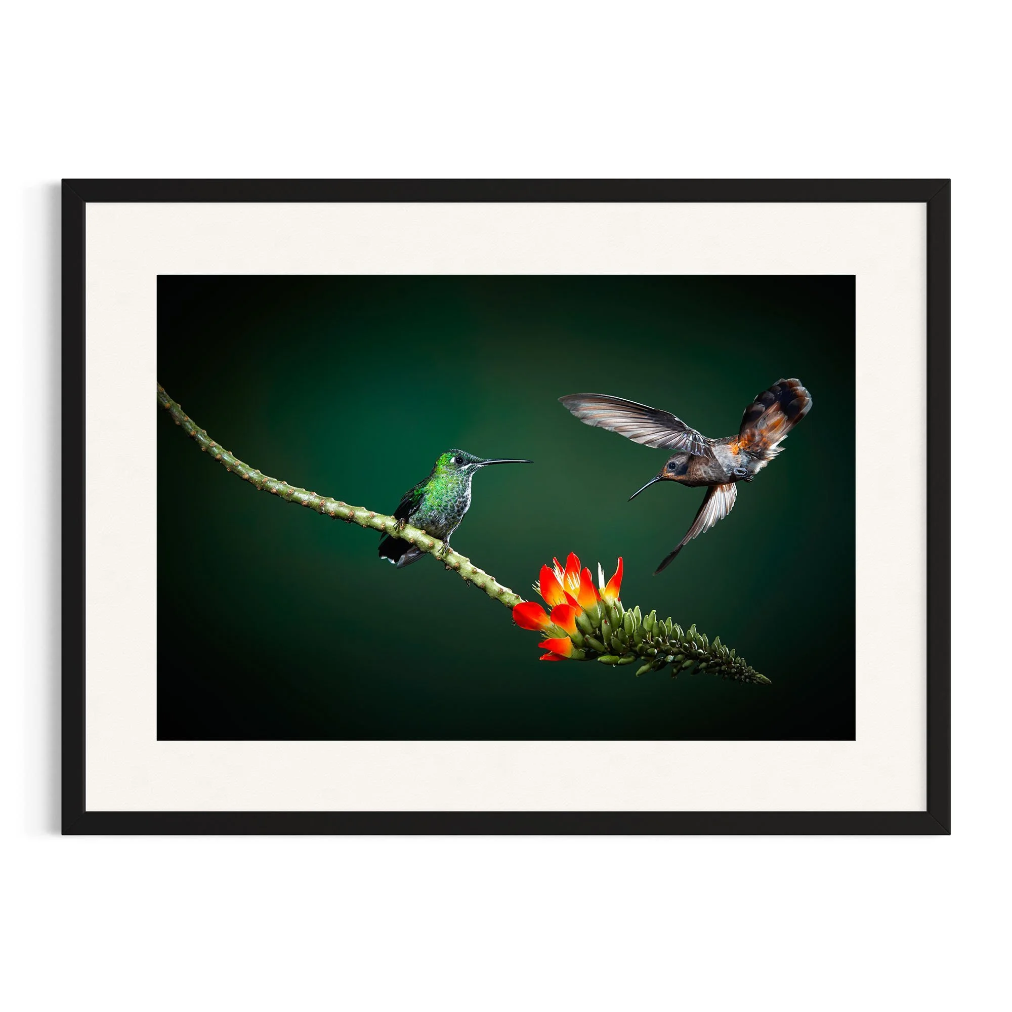 Tiny Dancers by John Wiseman shown in a black frame, a signed limited-edition fine art photography print from IRID Gallery