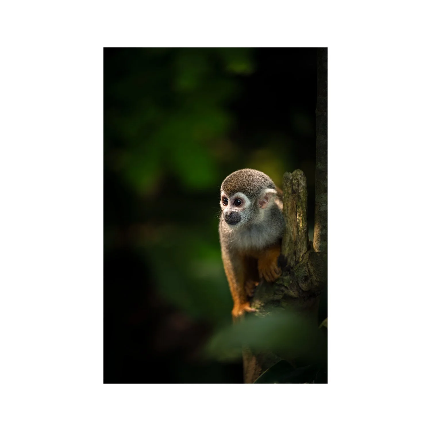 Curiosity ‘Squirrel Monkey’ by Gianluca Carretta — a signed limited-edition fine art wildlife photography print from IRID Gallery