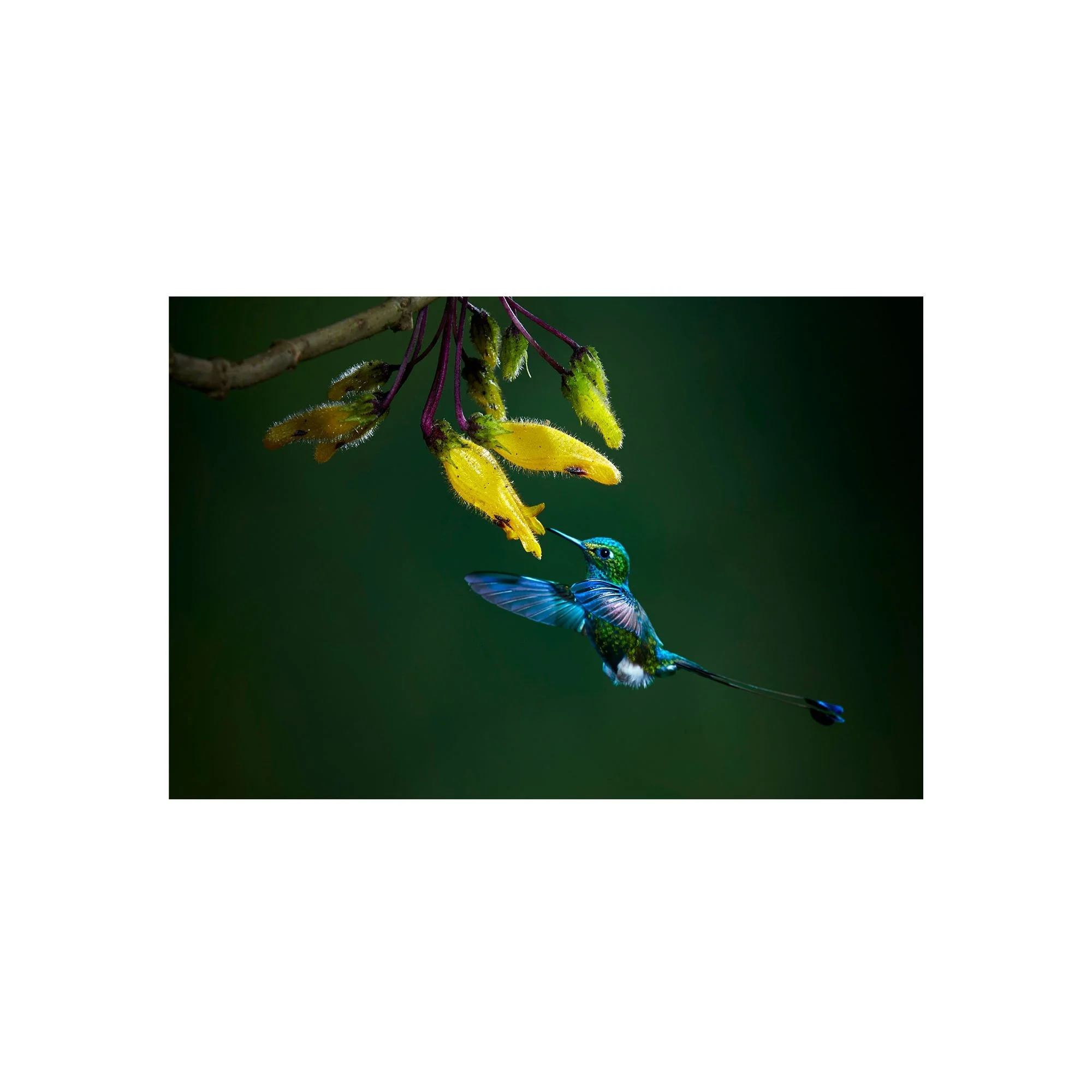 Emerald Feast by John Wiseman, a signed limited-edition fine art photography print from IRID Gallery
