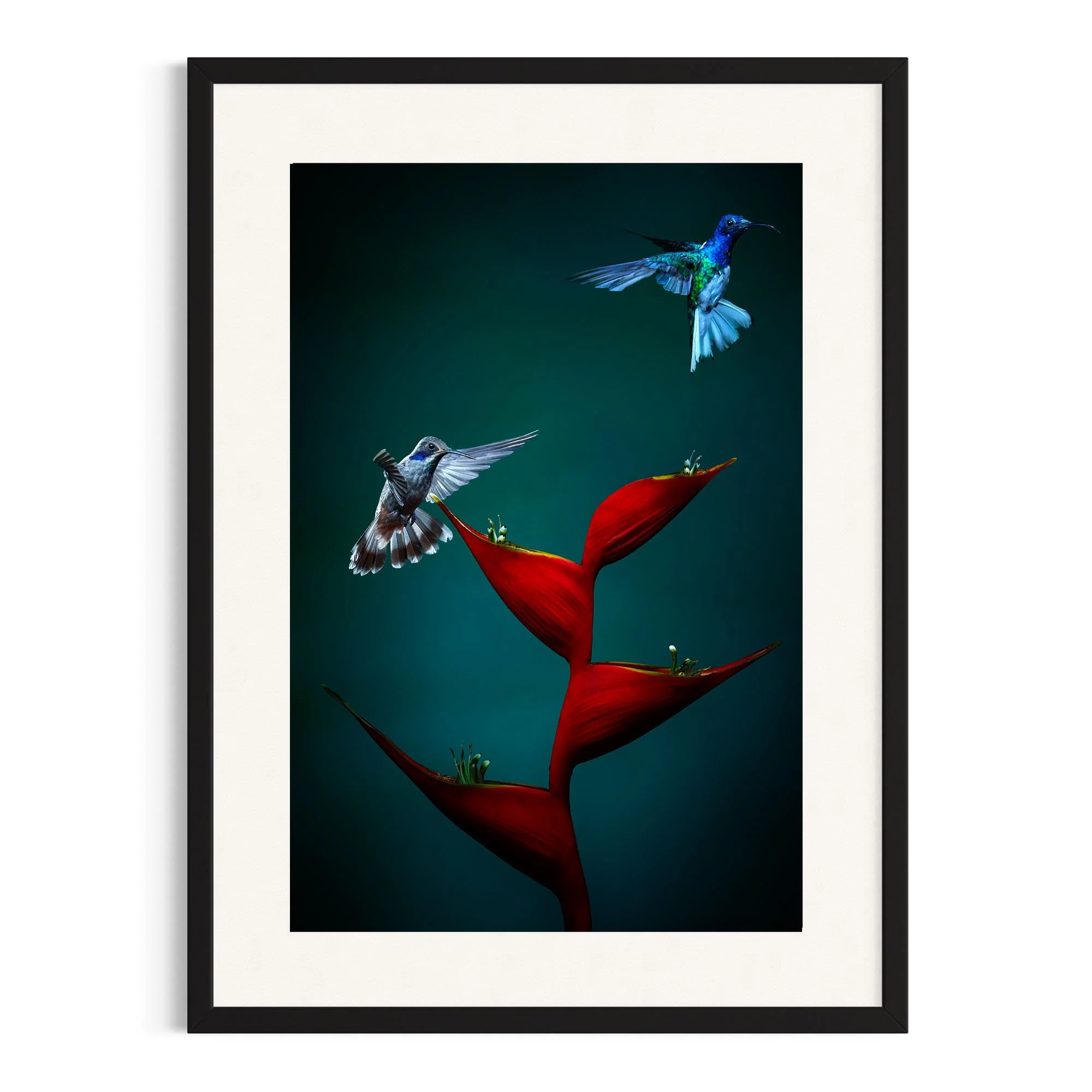 Beauty in Flight by John Wiseman shown in a black frame, a signed limited-edition fine art photography print from IRID Gallery