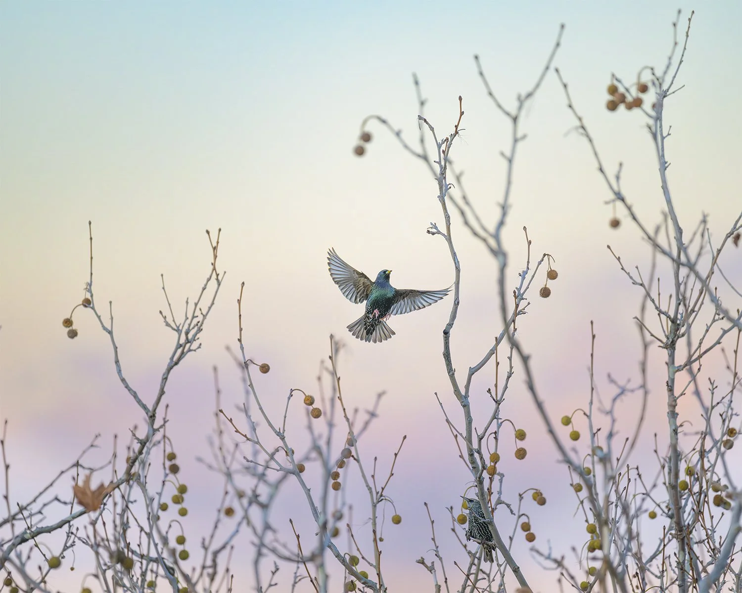 Common Starling