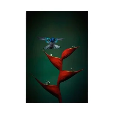 Flight Perfection by John Wiseman
