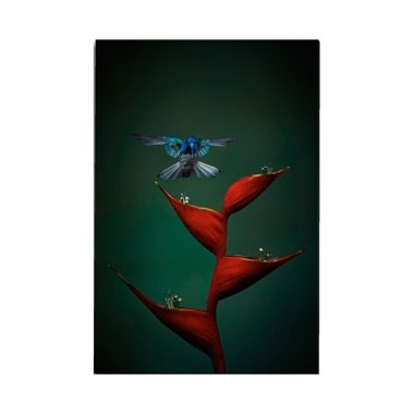 Flight Perfection, a fine art wildlife photograph by John Wiseman