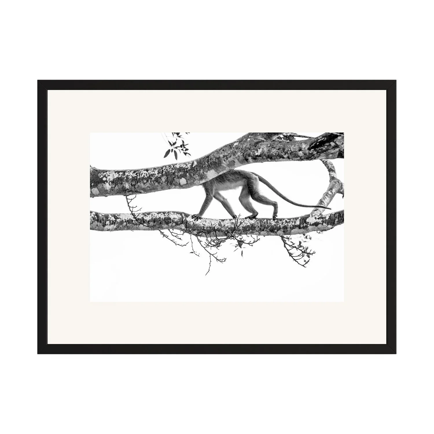 Hide & Seek "Long Tail Macaque" by Gianluca Carretta shown framed, a signed limited-edition fine art photography print from IRID Gallery
