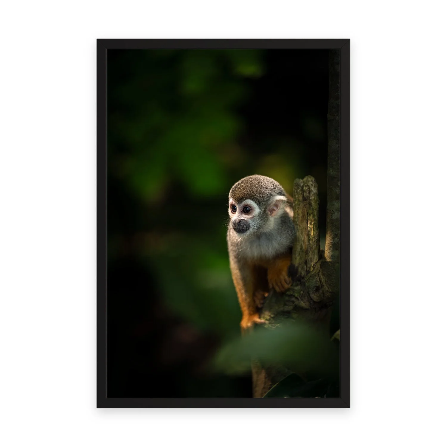 Curiosity ‘Squirrel Monkey’ by Gianluca Carretta — a signed limited-edition fine art wildlife photography print from IRID Gallery, shown in a black frame.