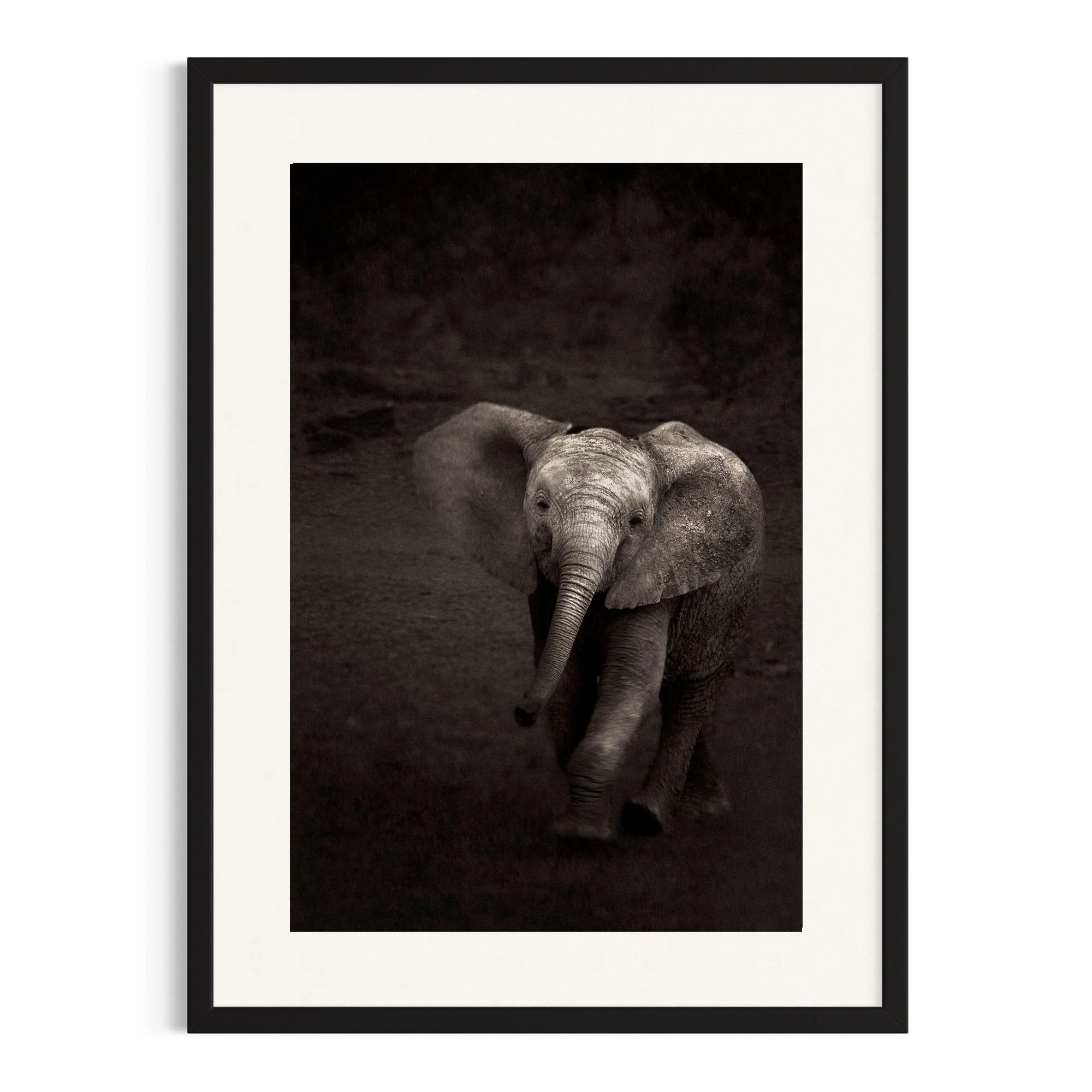Elephant Calf by John Wiseman shown in a black frame, a signed limited-edition fine art photography print from IRID Gallery
