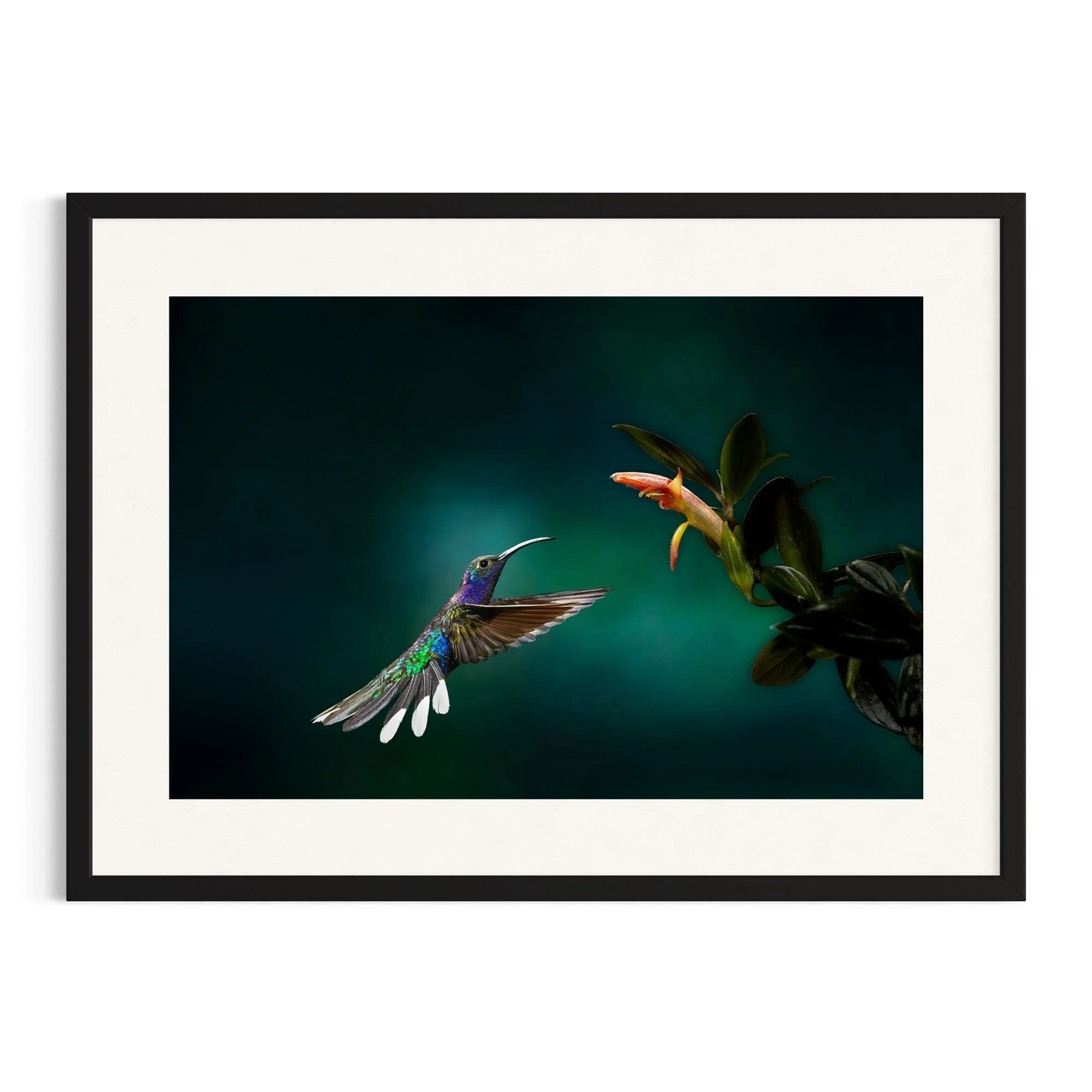Flight of the Sabre by John Wiseman shown in a black frame, a signed limited-edition fine art photography print from IRID Gallery
