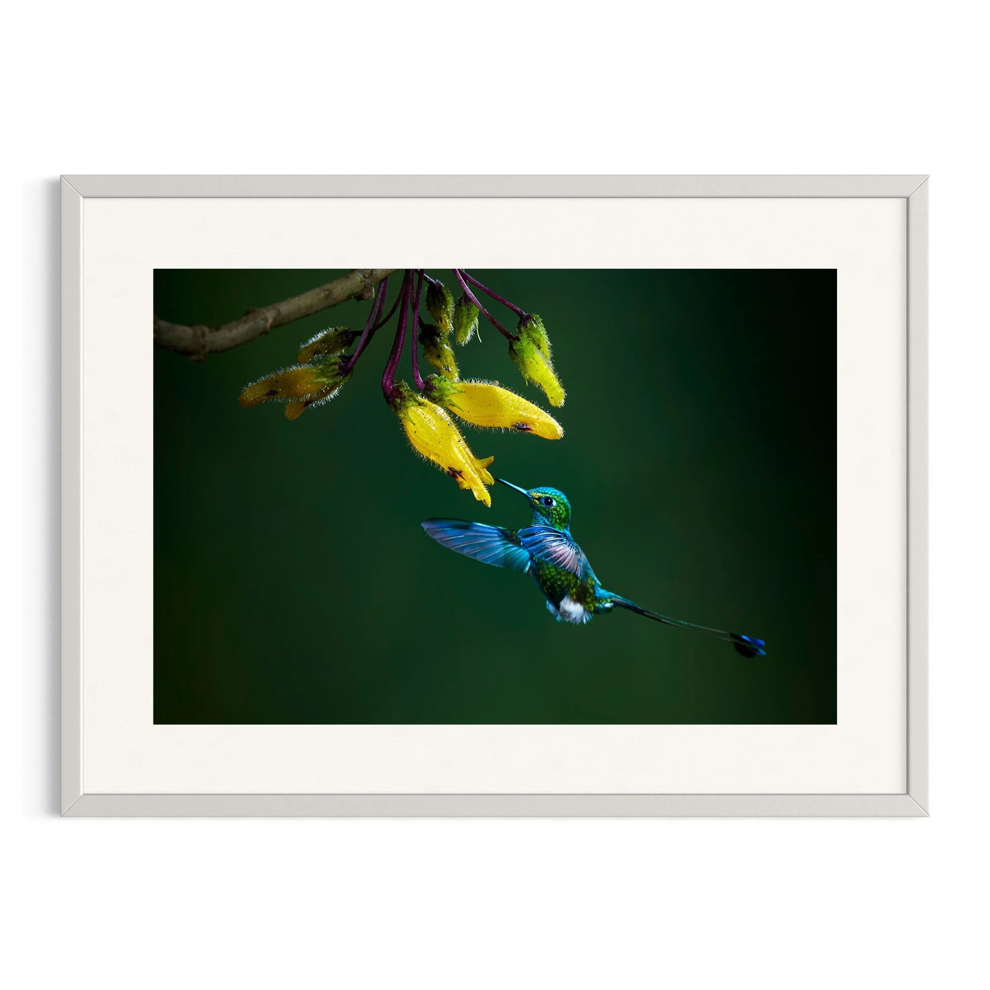 Emerald Feast by John Wiseman shown in a white frame, a signed limited-edition fine art photography print from IRID Gallery