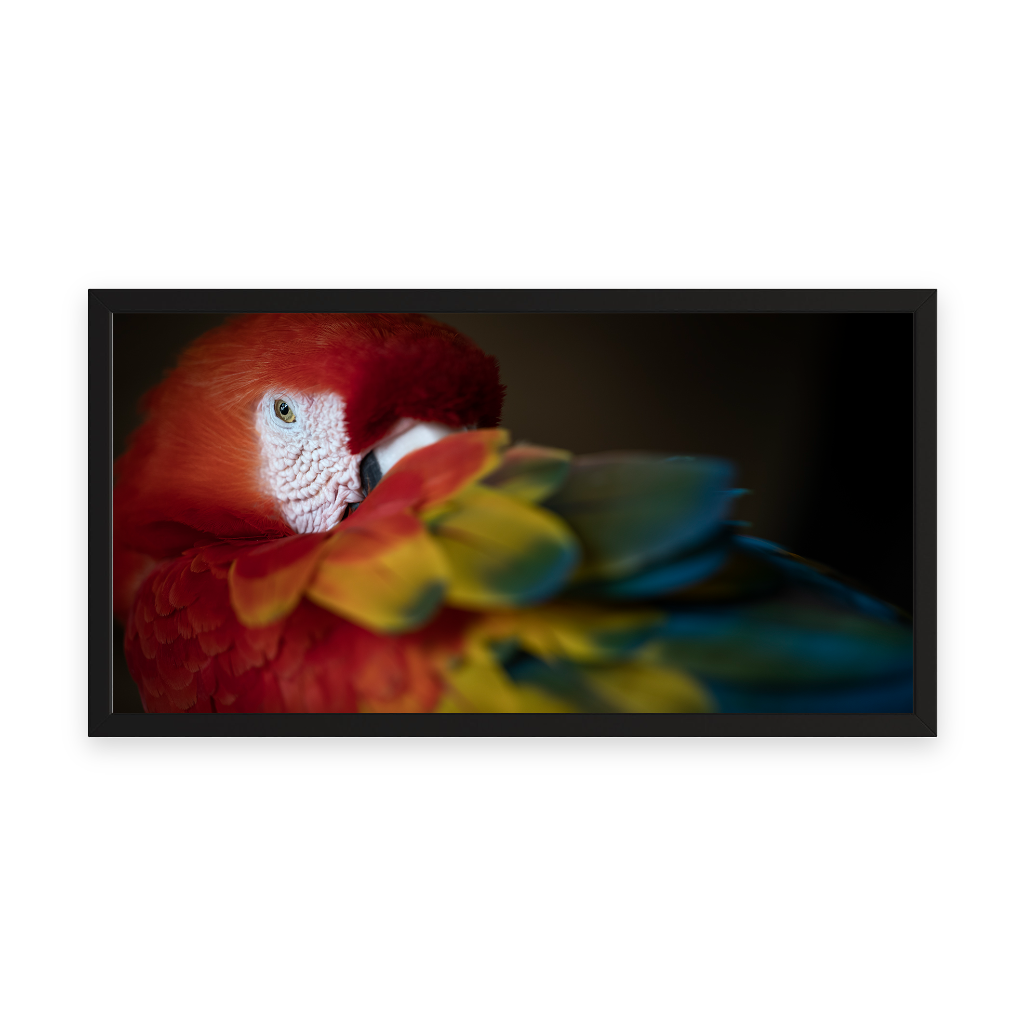 Elegance “Scarlet Macaw” by Gianluca Carretta shown framed, a signed limited-edition fine art photography print from IRID Gallery