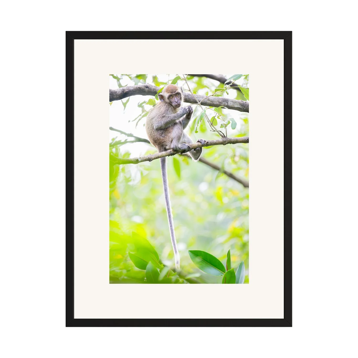 Would You Like To Play With Me? "Long Tail Macaque" by Gianluca Carretta shown framed, a signed limited-edition fine art photography print from IRID Gallery