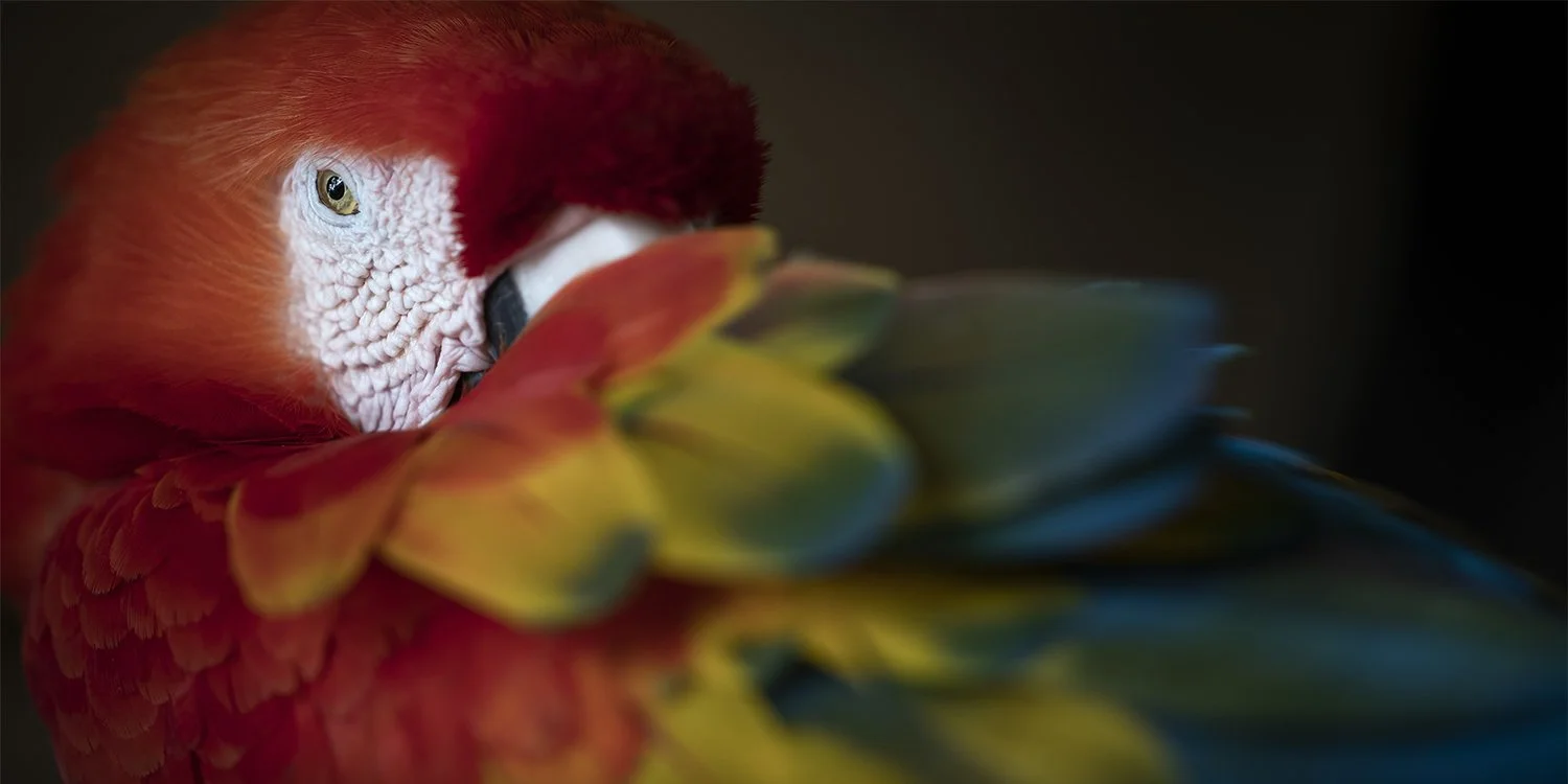 Scarlet Macaw