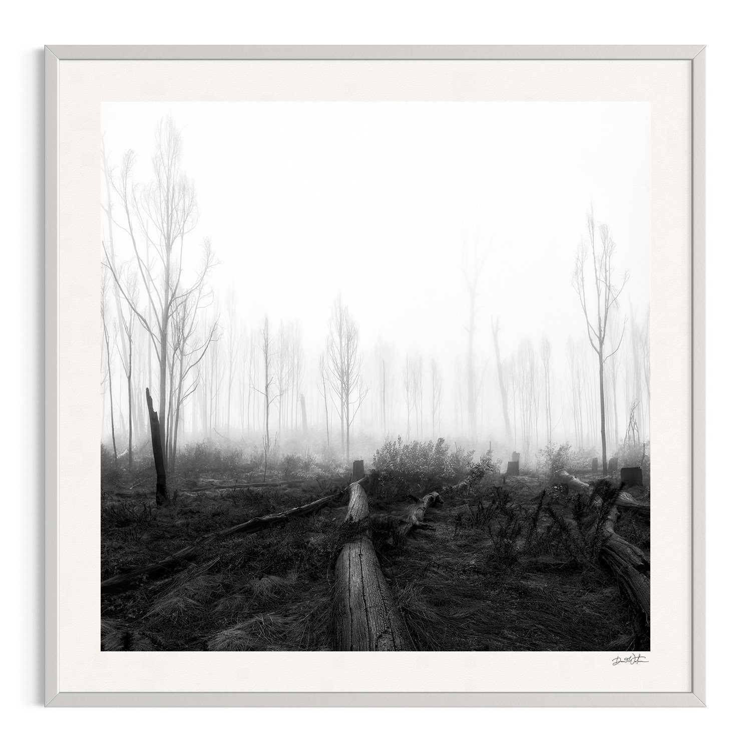 Forest of Ghosts by Dani Watson shown in a white frame, a signed limited-edition fine art photography print from IRID Gallery