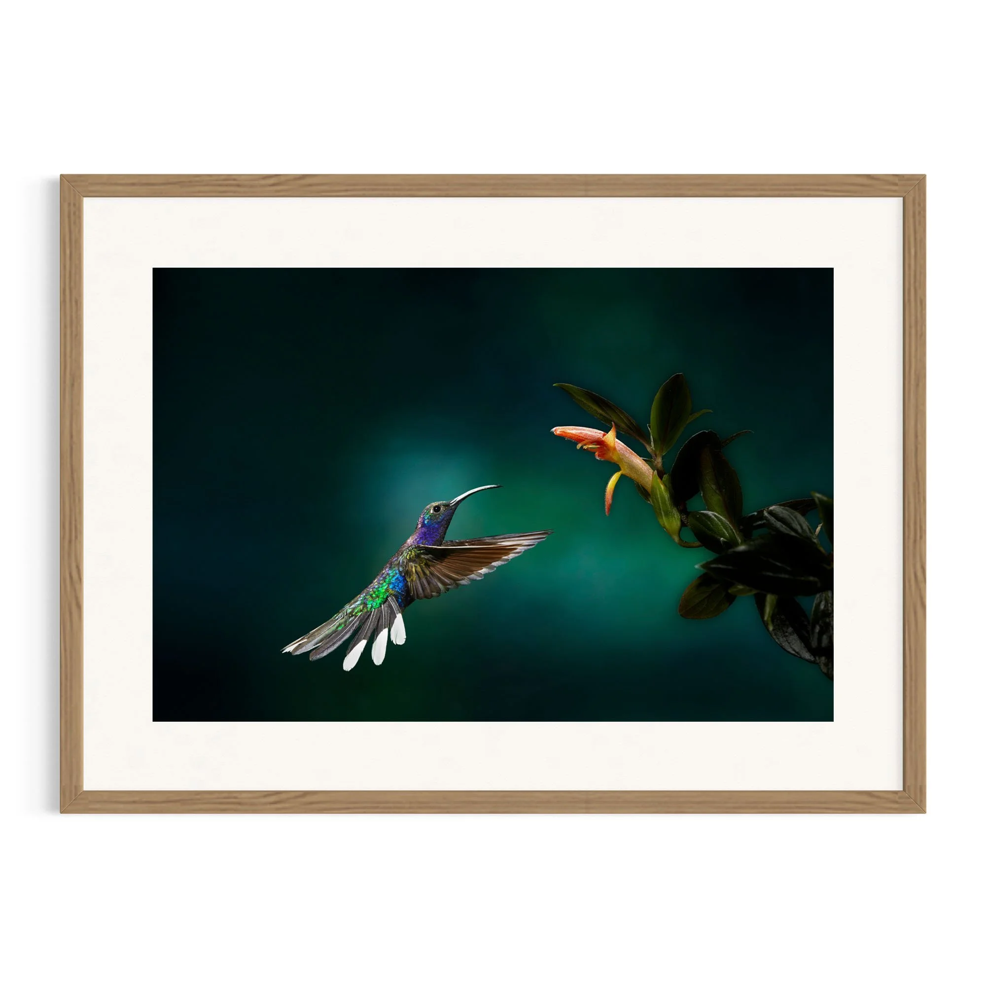 Flight of the Sabre by John Wiseman shown in a raw oak frame, a signed limited-edition fine art photography print from IRID Gallery