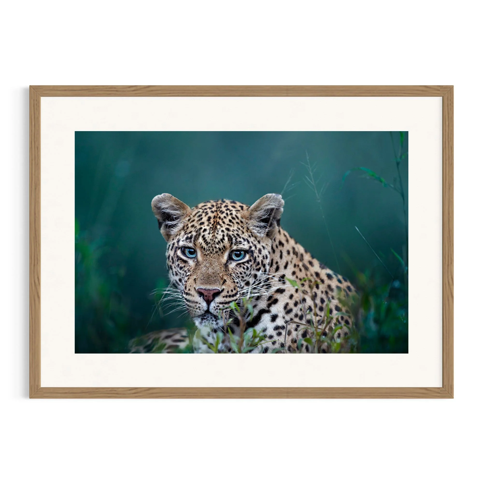 Ol' Blue Eyes by John Wiseman shown in a raw oak frame, a signed limited-edition fine art photography print from IRID Gallery
