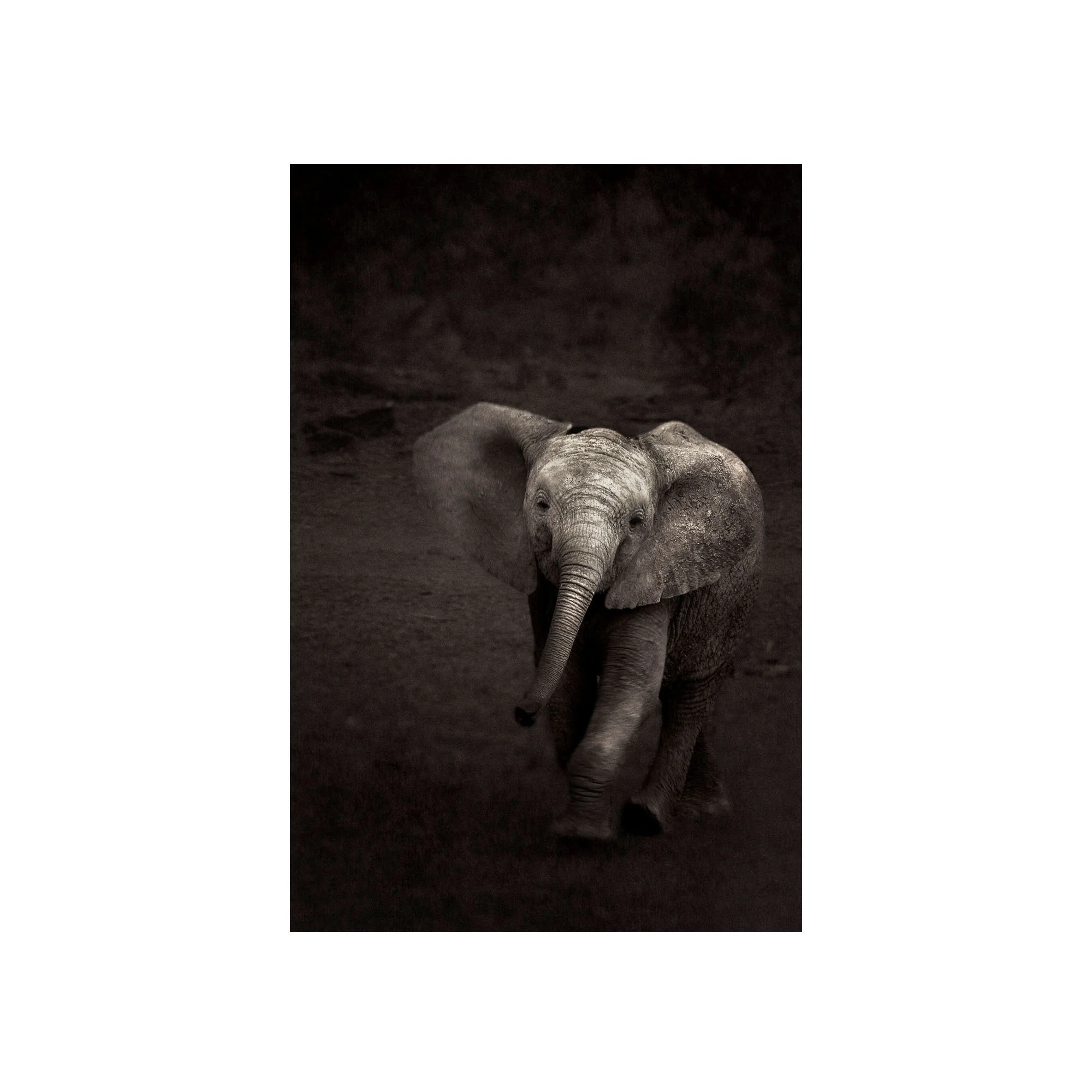 Elephant Calf by John Wiseman, a signed limited-edition fine art photography print from IRID Gallery