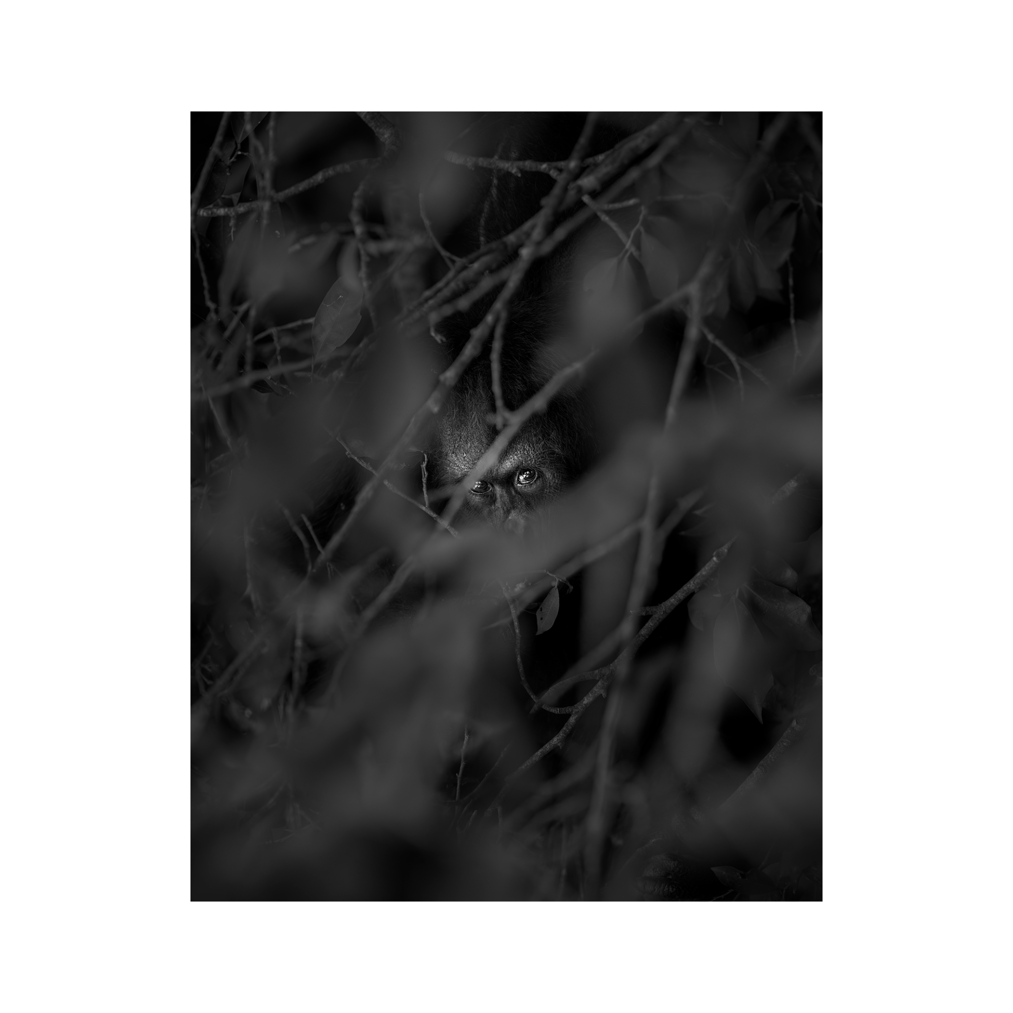 Resilience “Bornean Orangutan” by Gianluca Carretta, a signed limited-edition fine art photography print from IRID Gallery