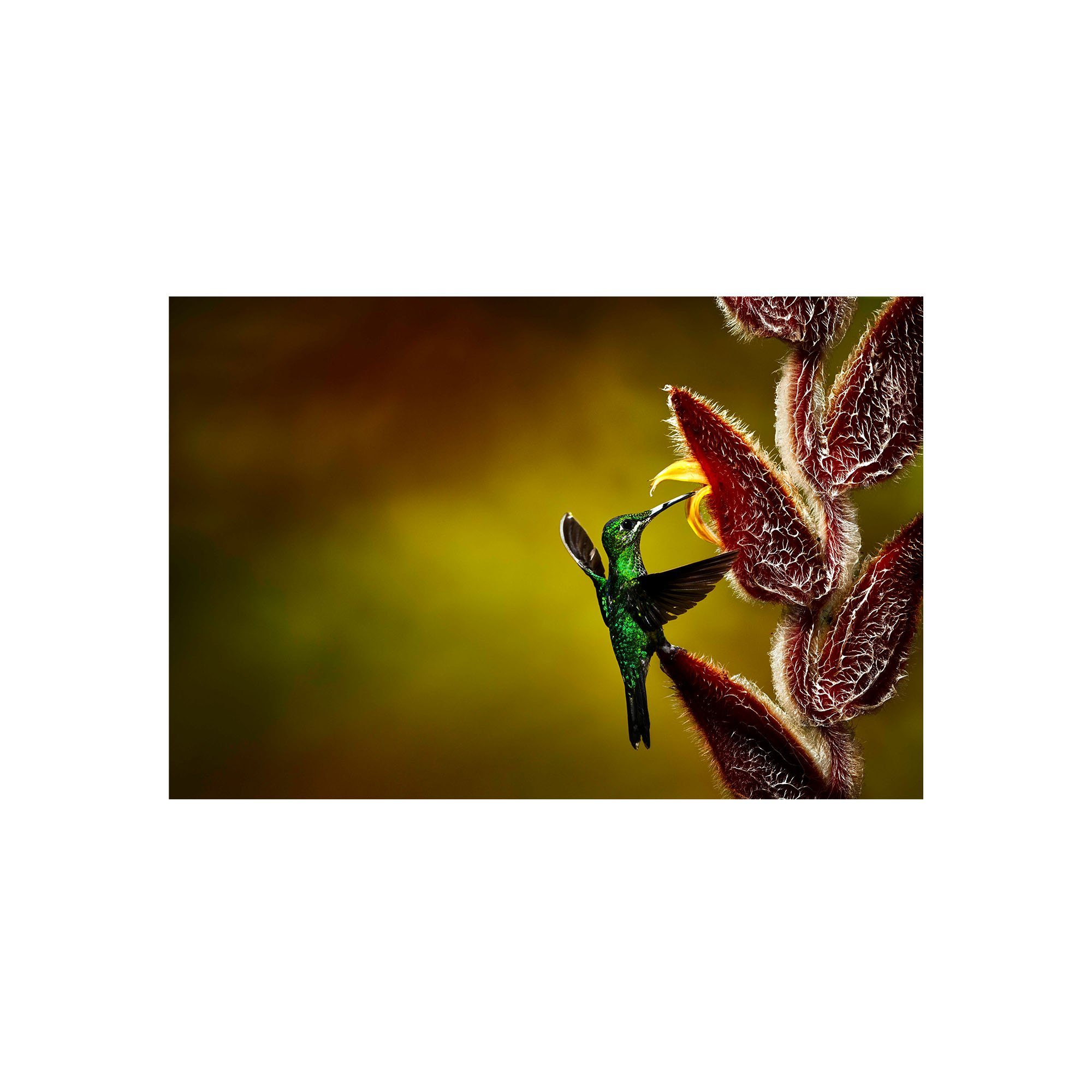 Emerald Dancer by John Wiseman, a signed limited-edition fine art photography print from IRID Gallery