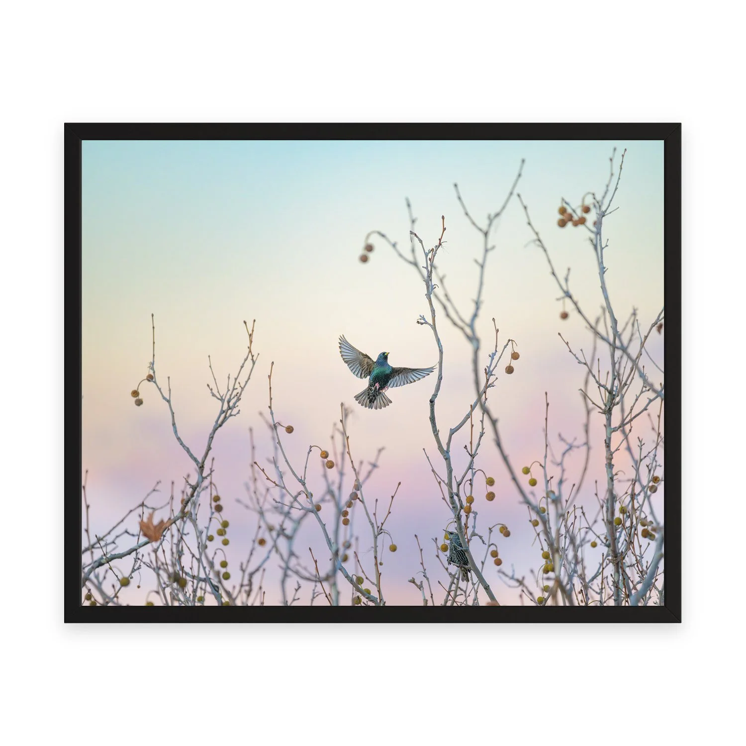 Weekend “Common Starling” by Gianluca Carretta shown framed, a signed limited-edition fine art photography print from IRID Gallery
